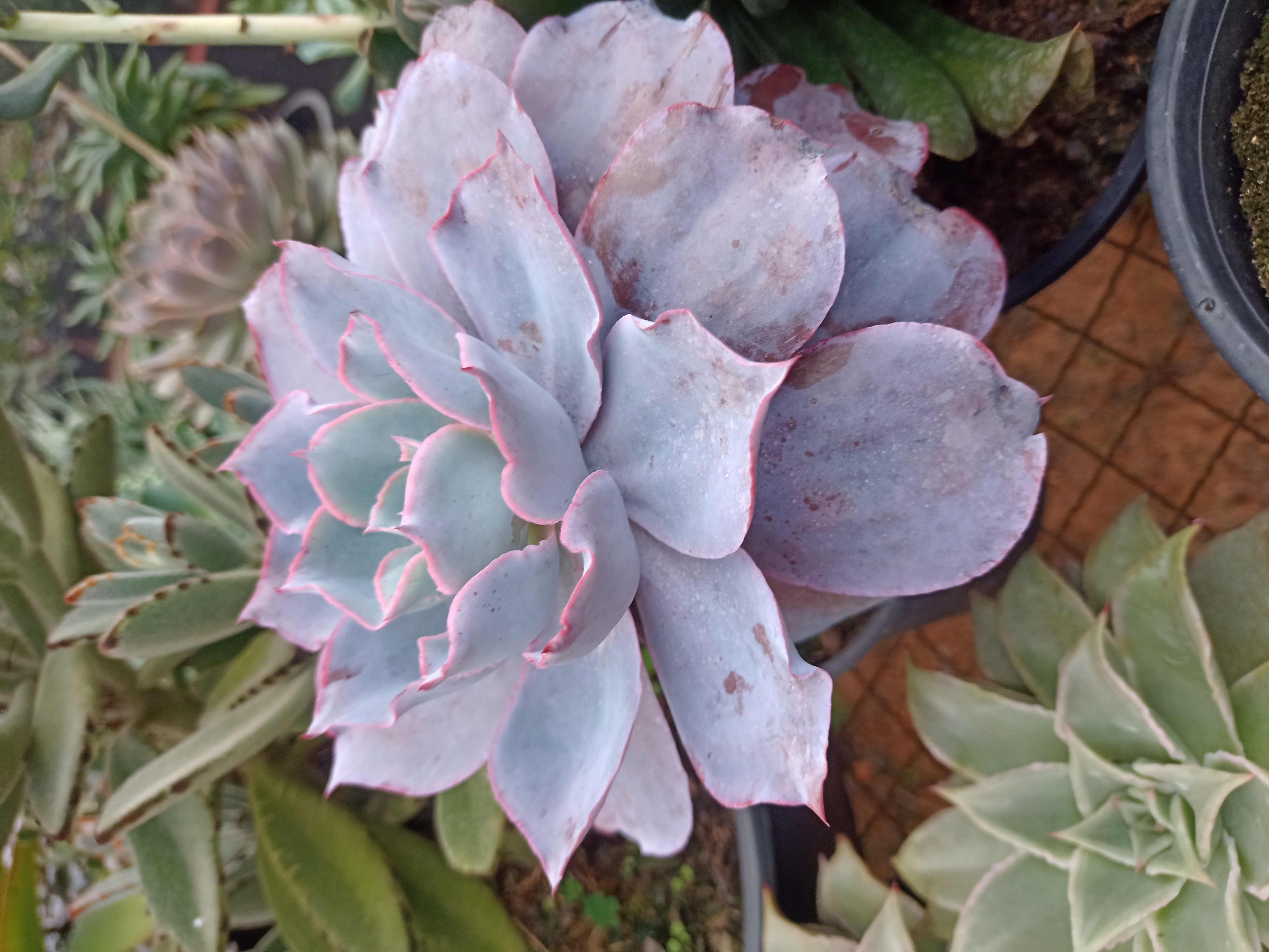 Suculenta Echeveria
