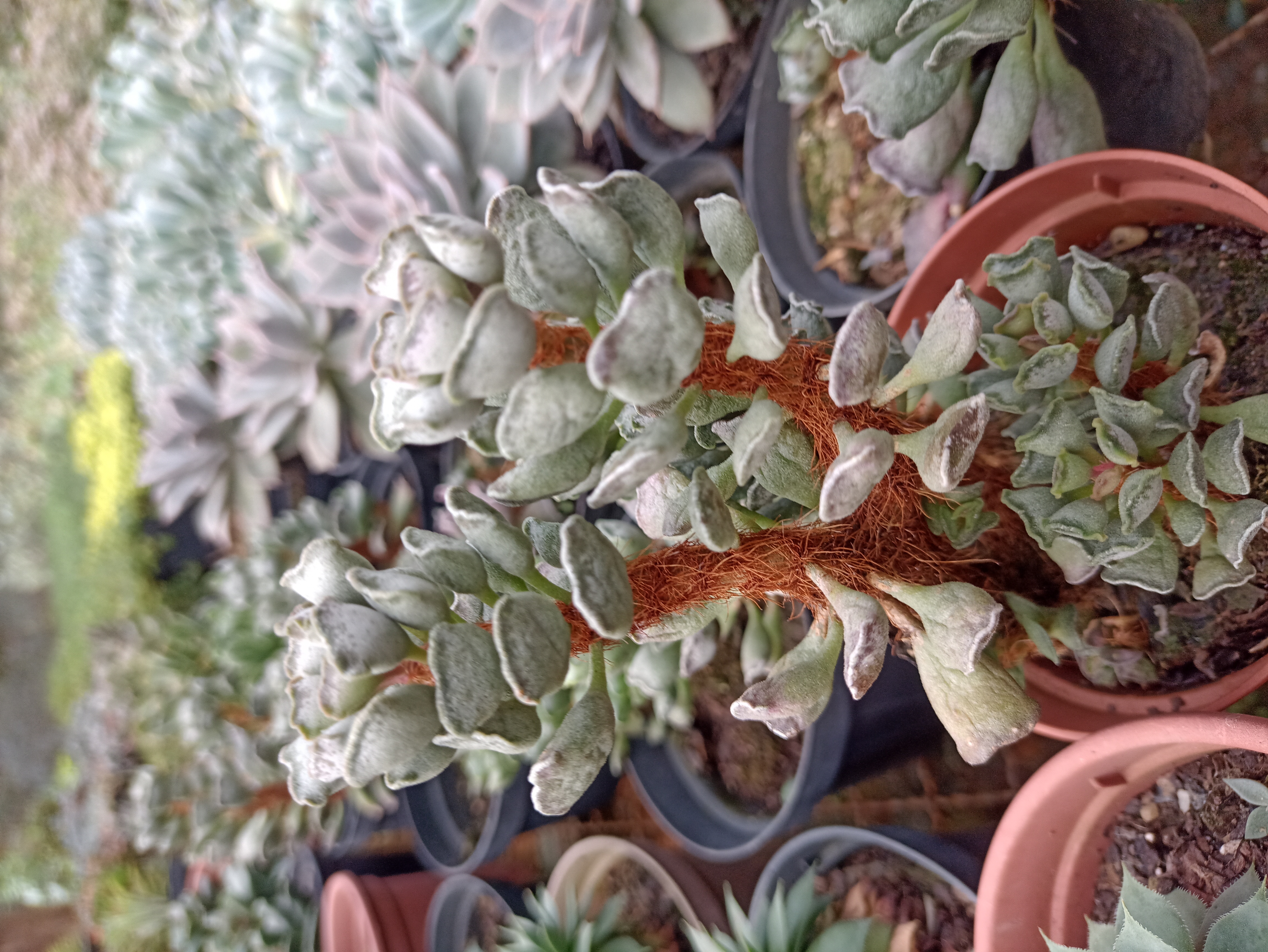 Suculenta Cotyledon Tomentosa
