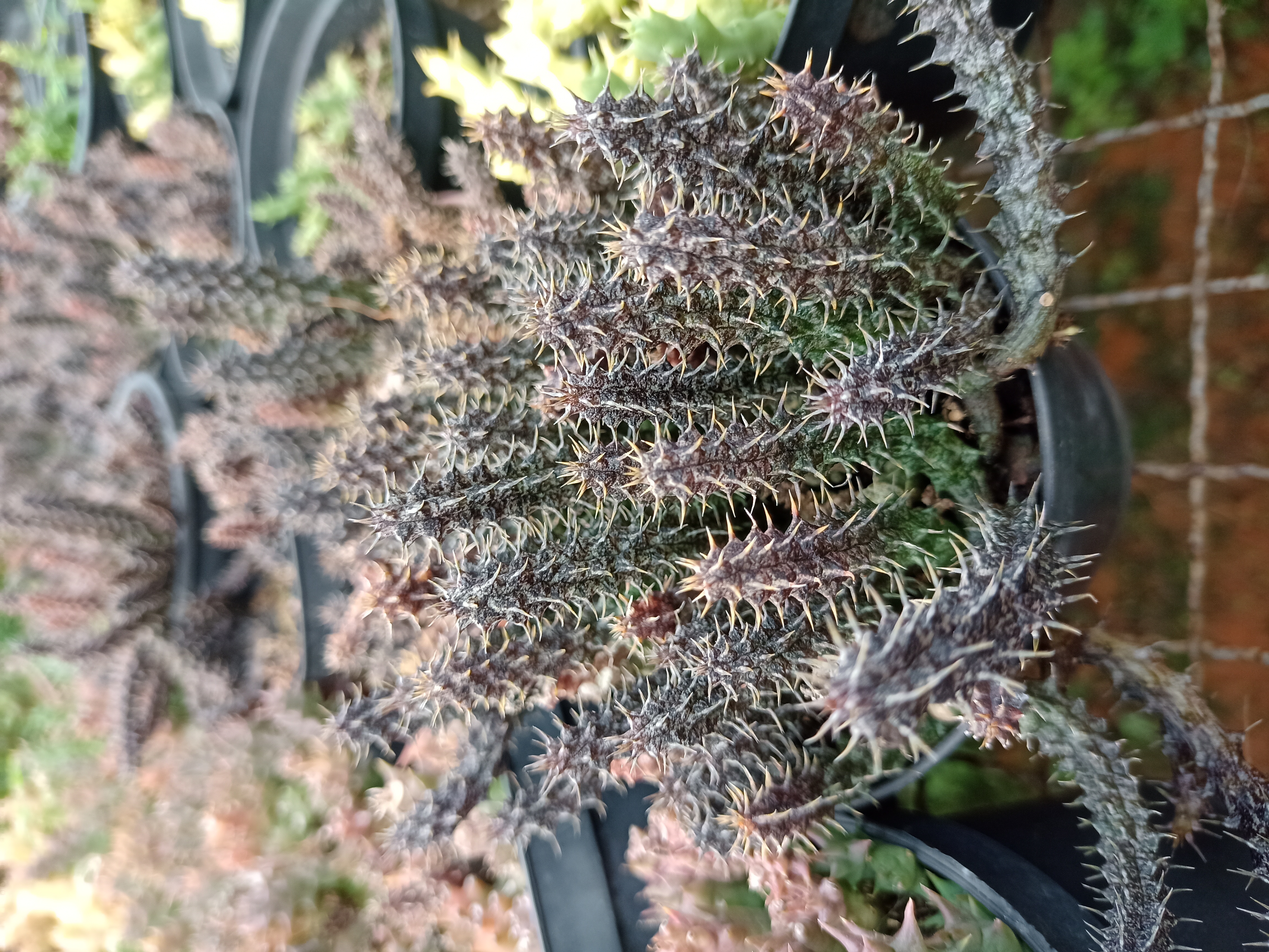 Suculenta Rara Espinhosa