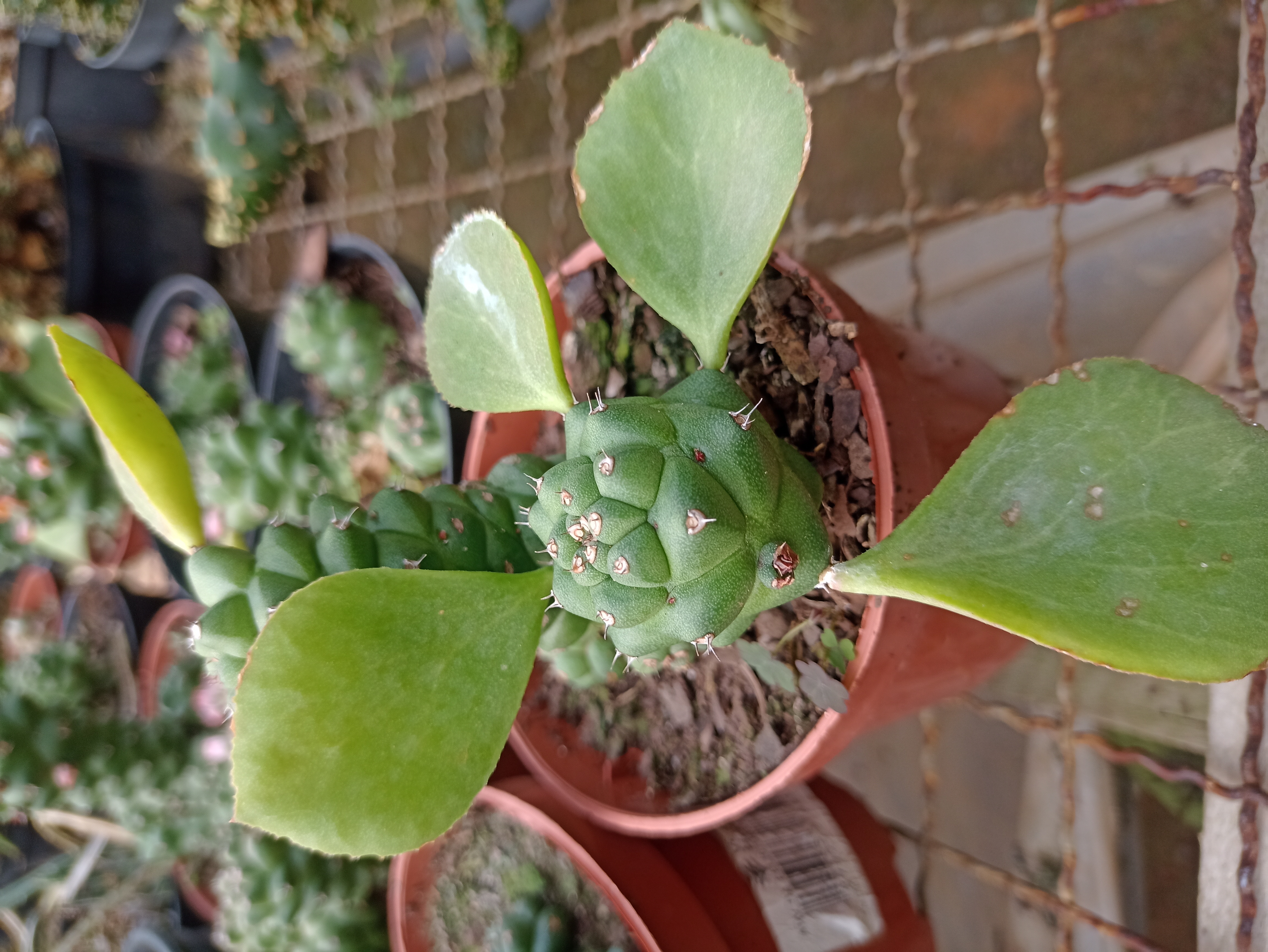 Cacto Exótico Mix