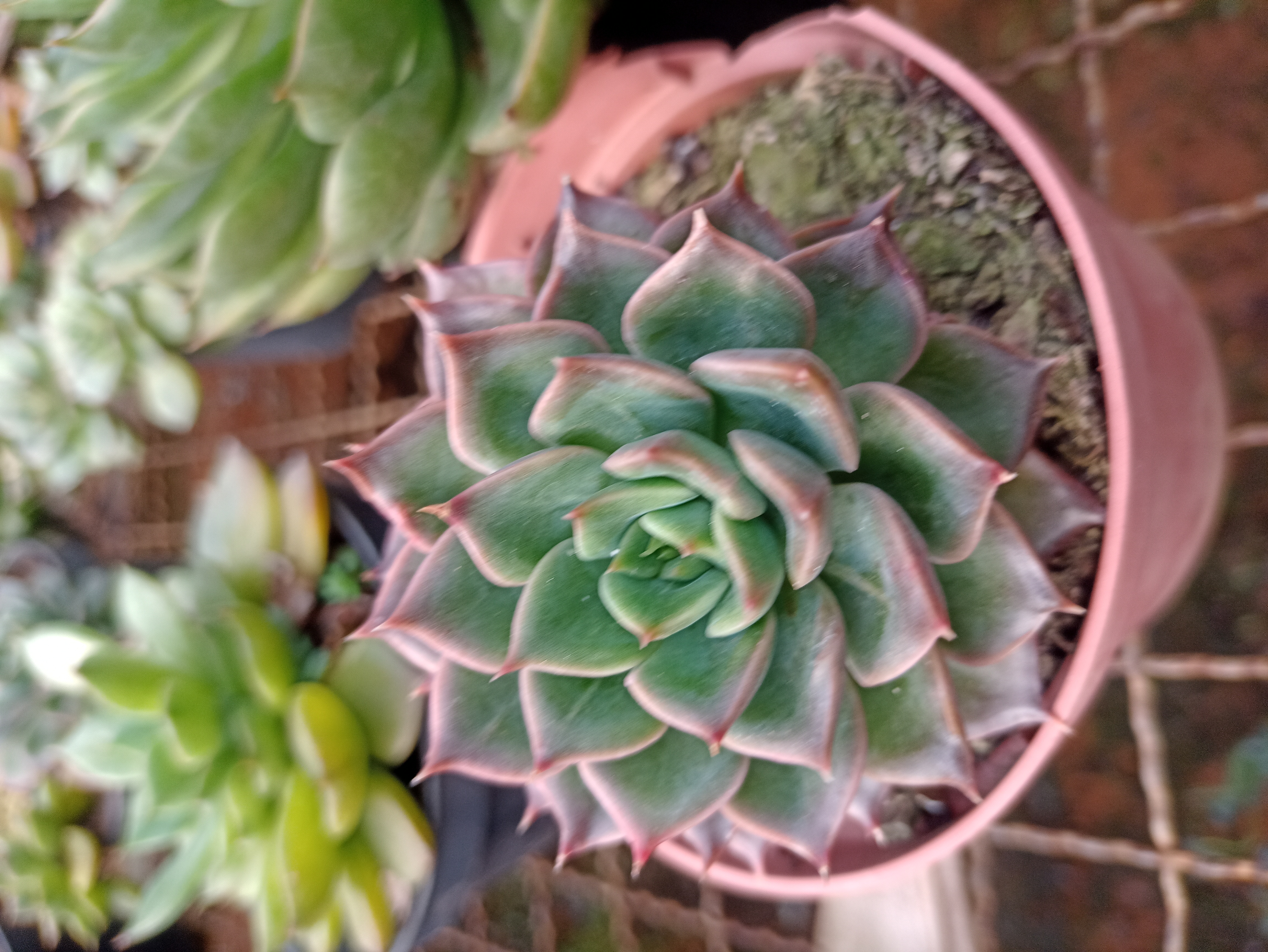 Suculenta Echeveria