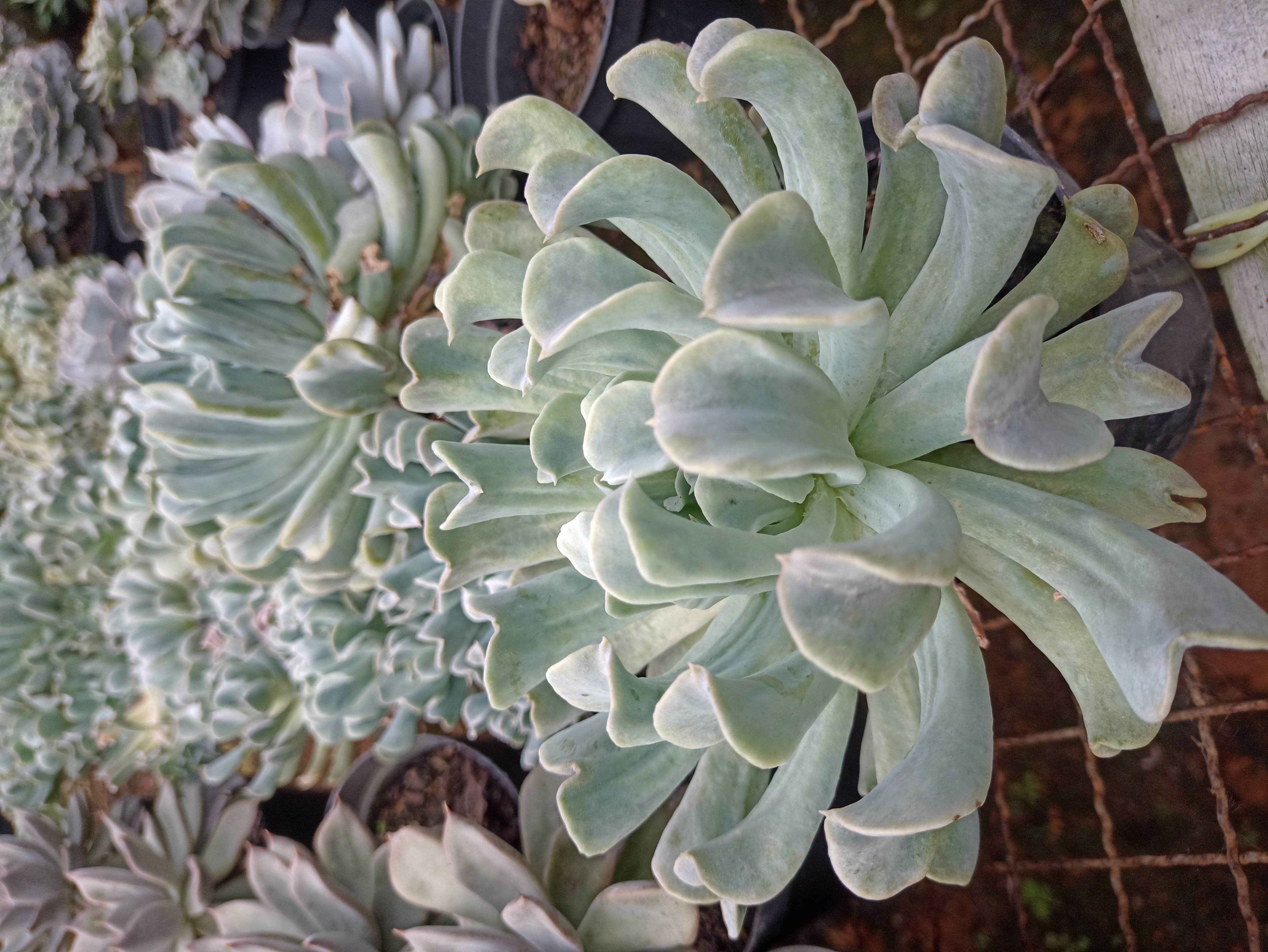 Suculenta Echeveria