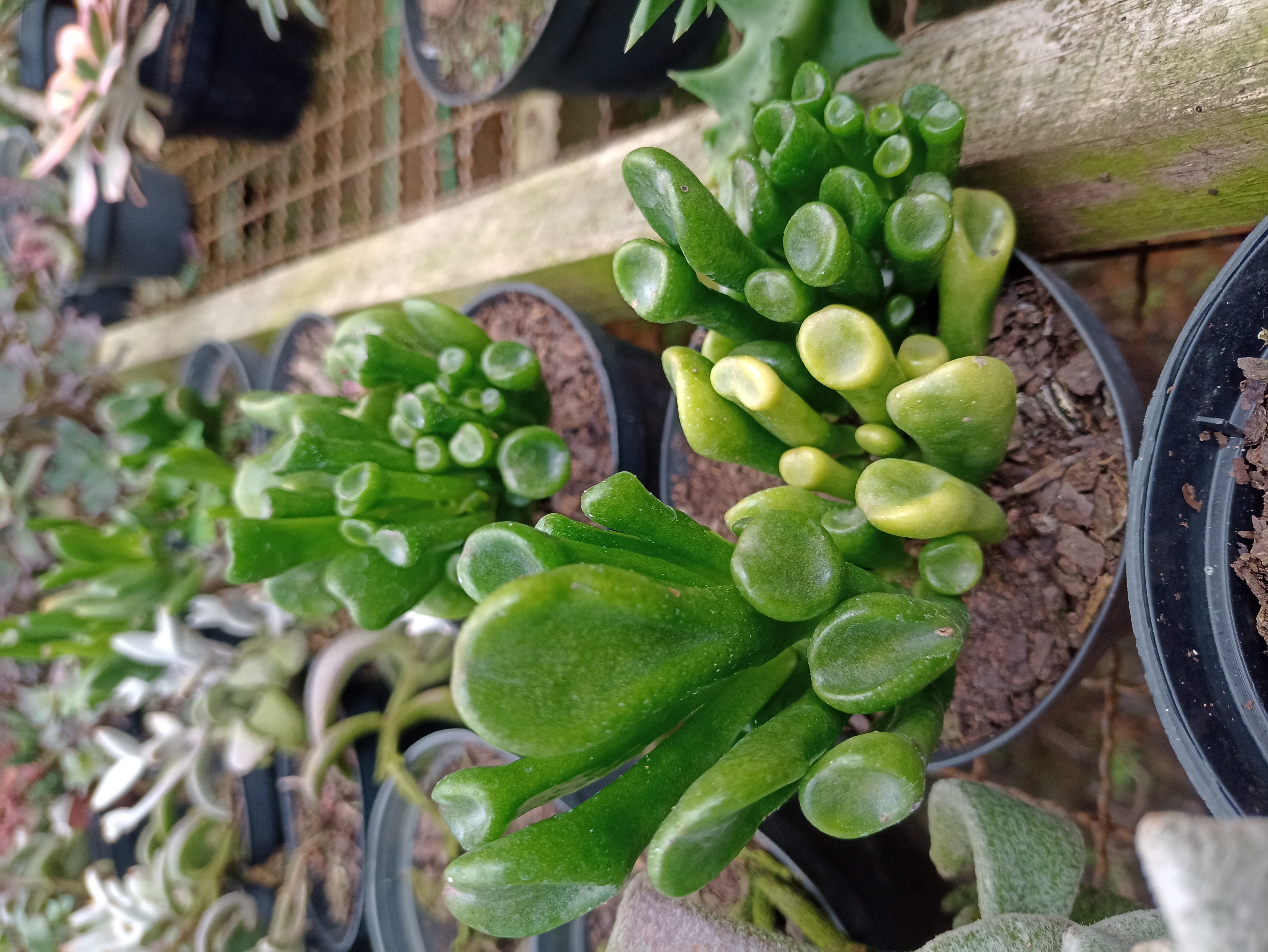 Suculenta Gollum (Crassula Ovata)