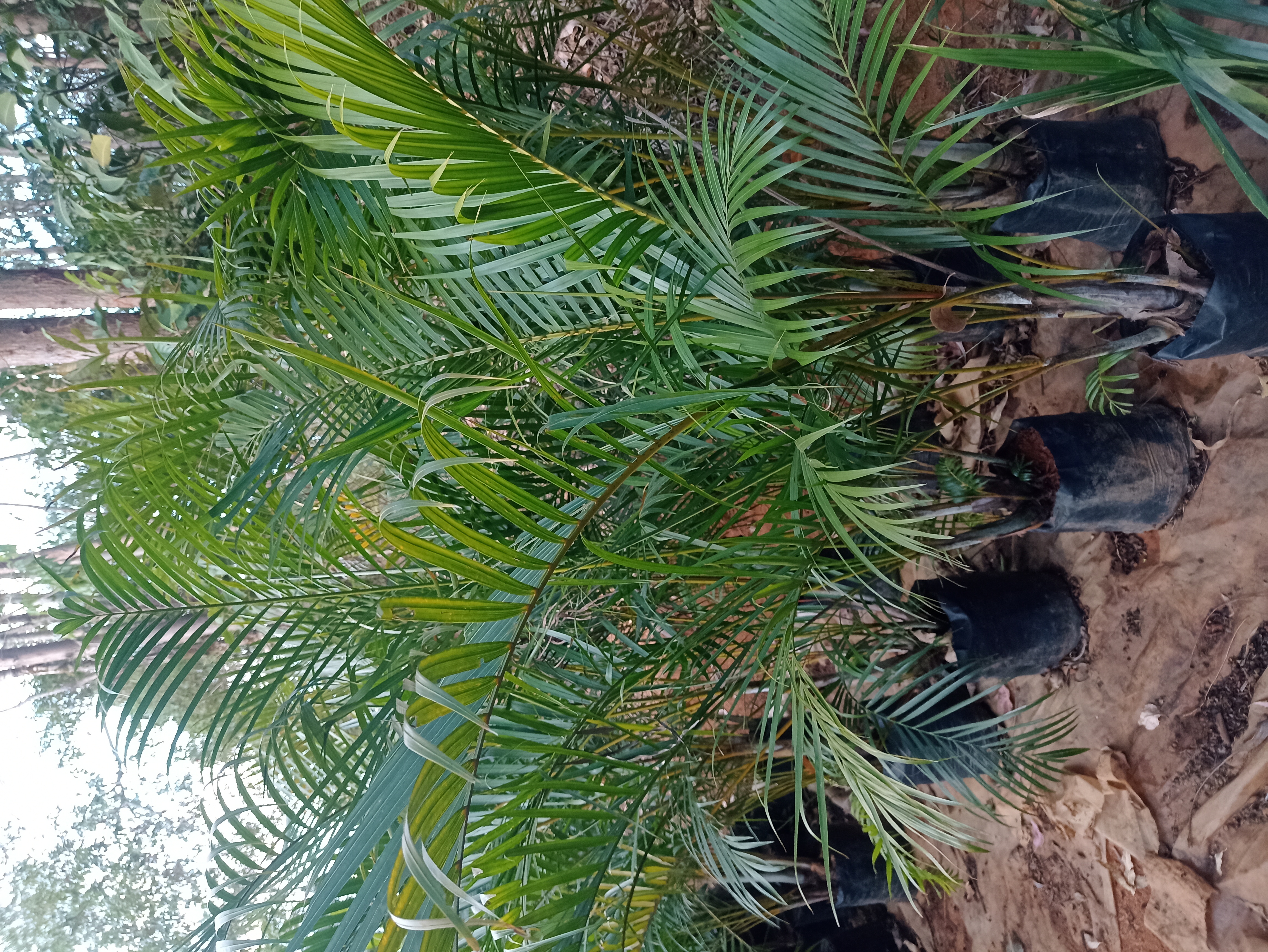 Muda de Palmeira Areca