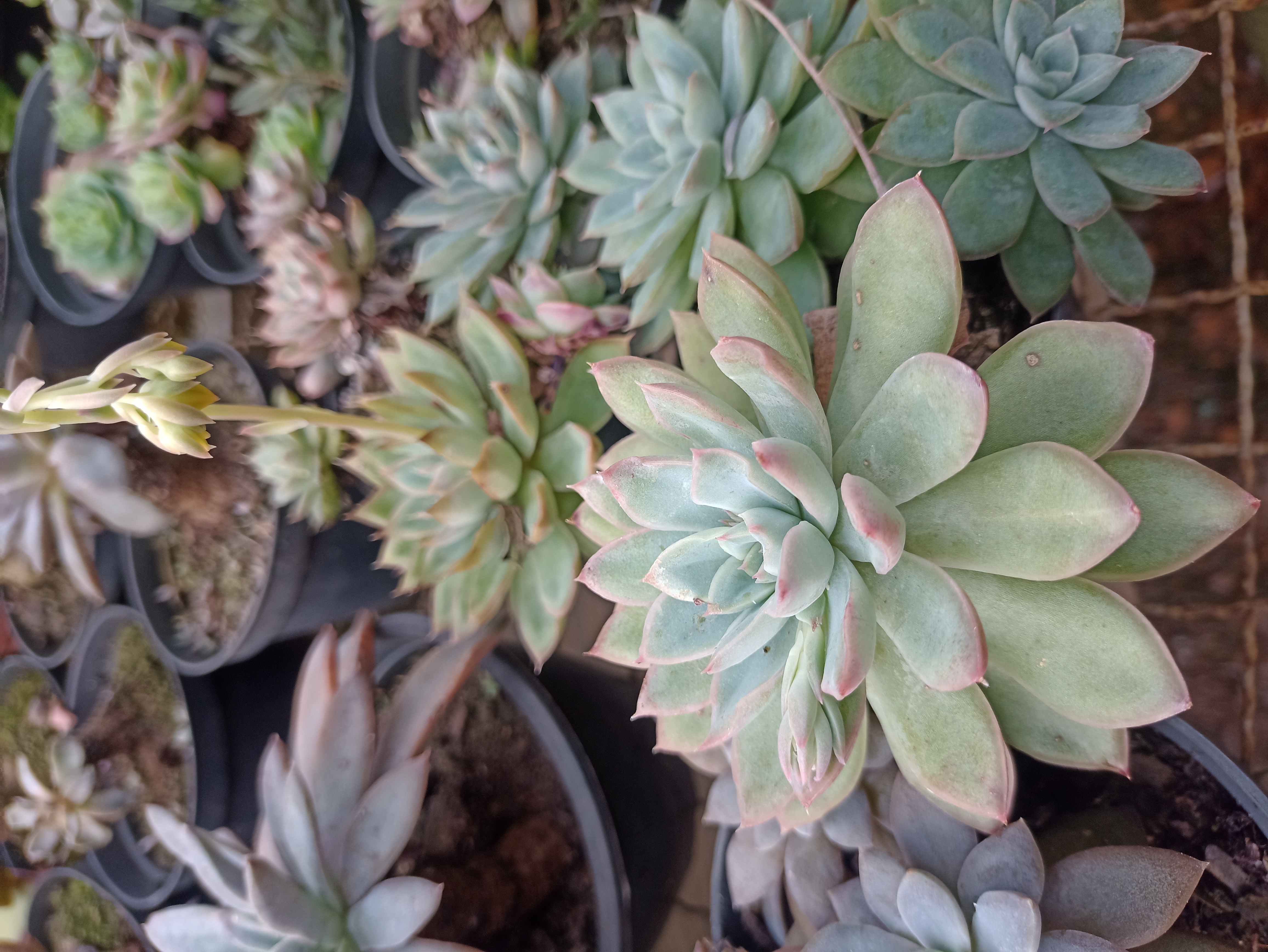 Suculenta Echeveria