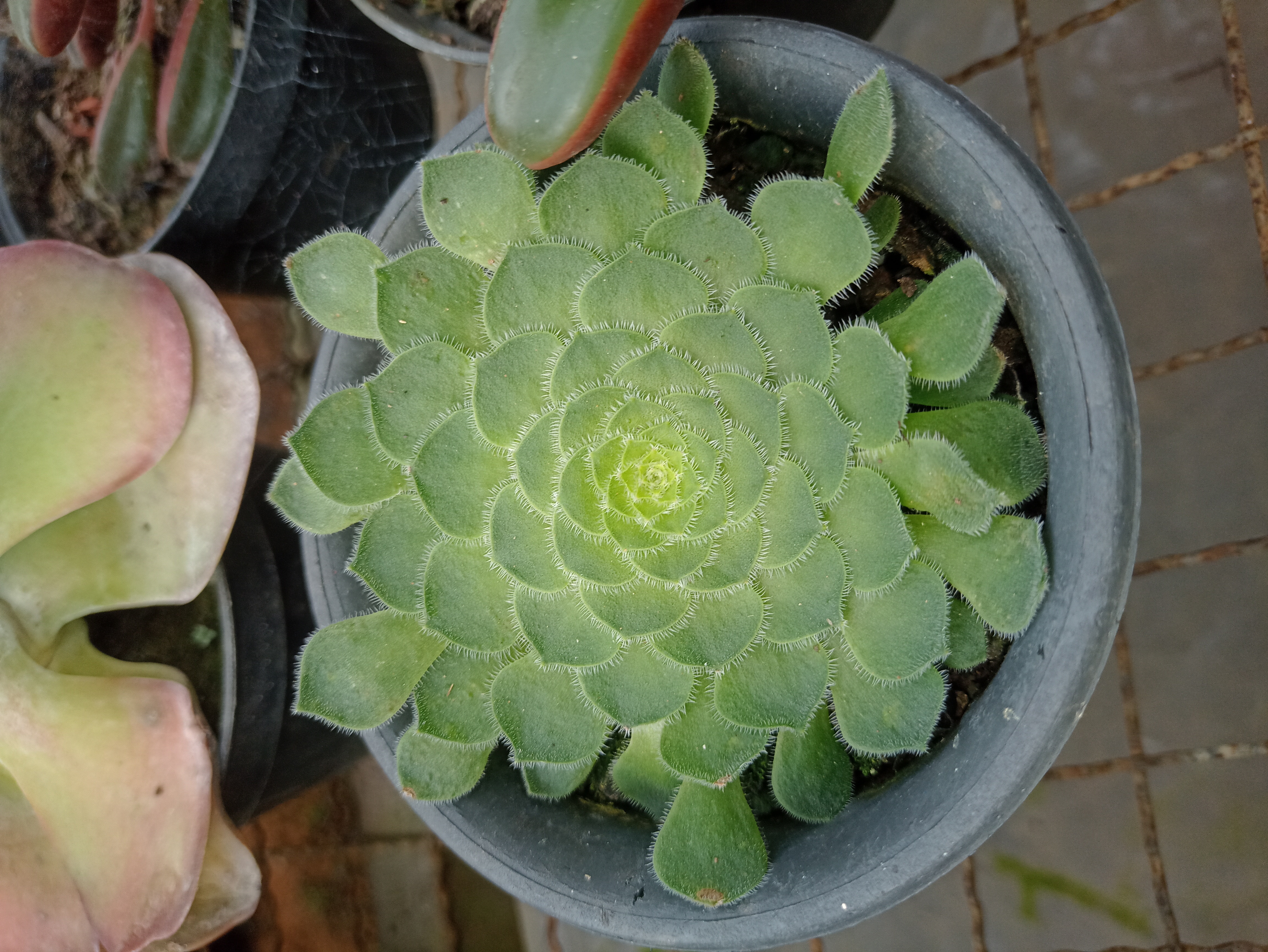Suculenta Echeveria