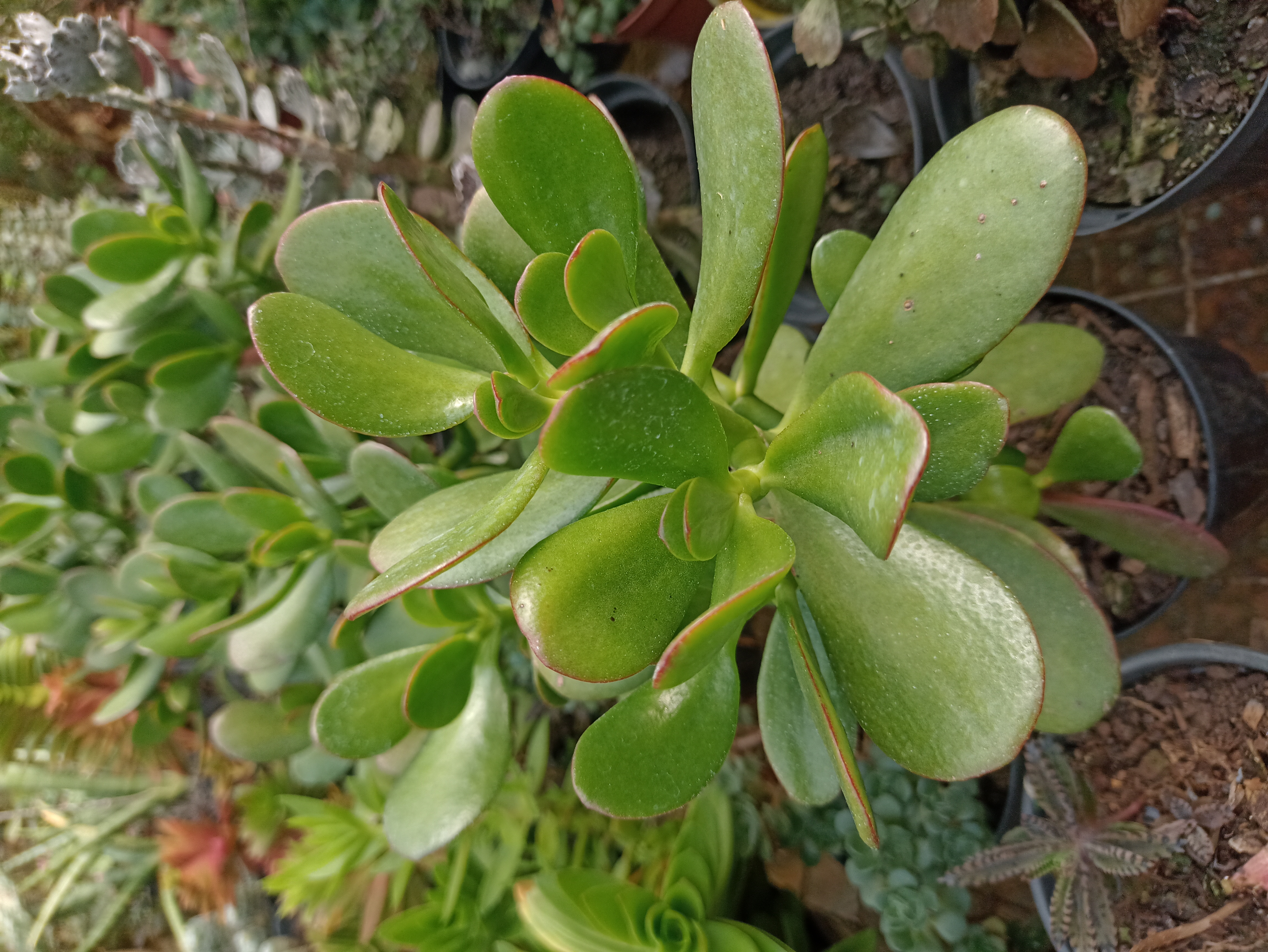 Planta Jade (Crassula Ovata)