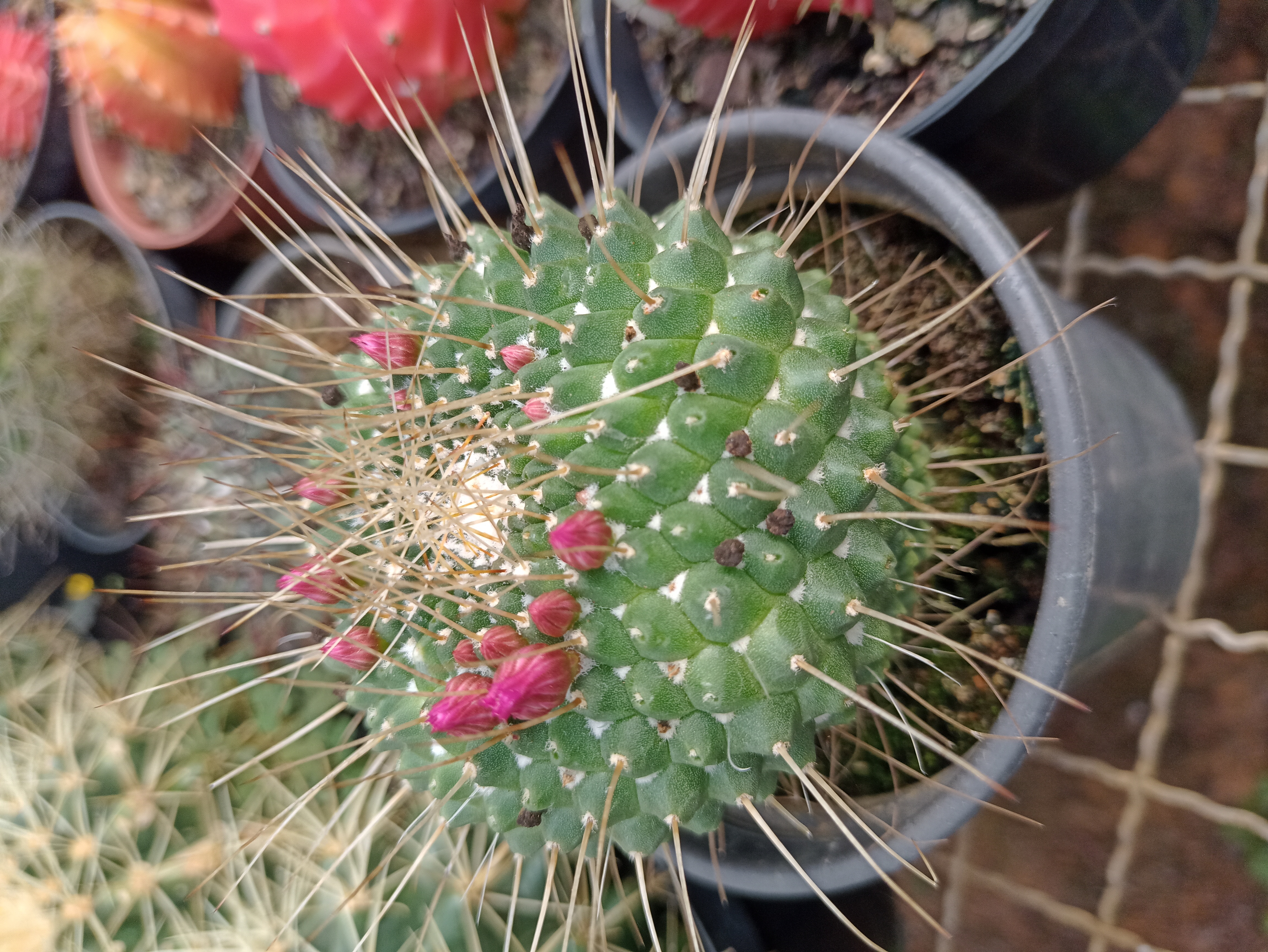 Cacto Mammillaria com Brotações