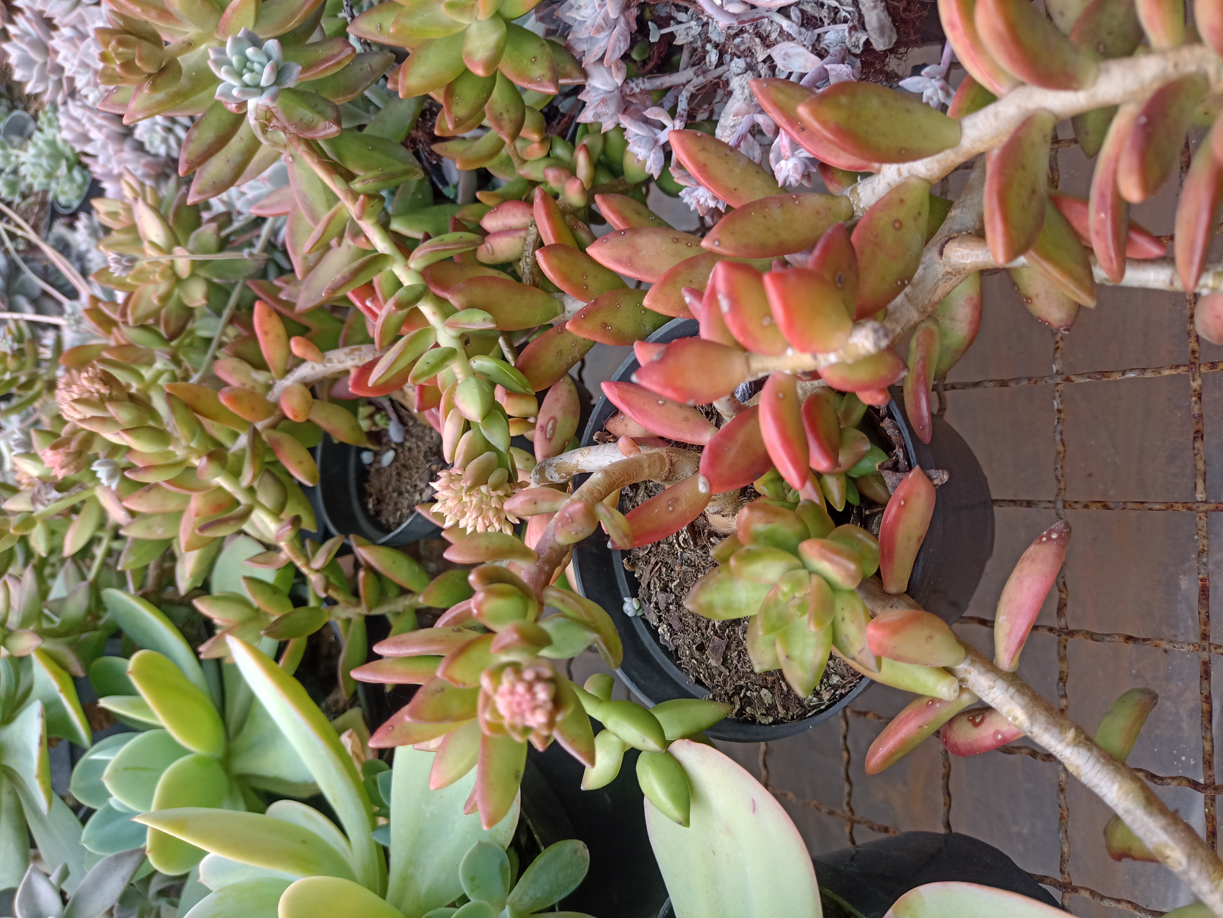 Suculenta Crassula