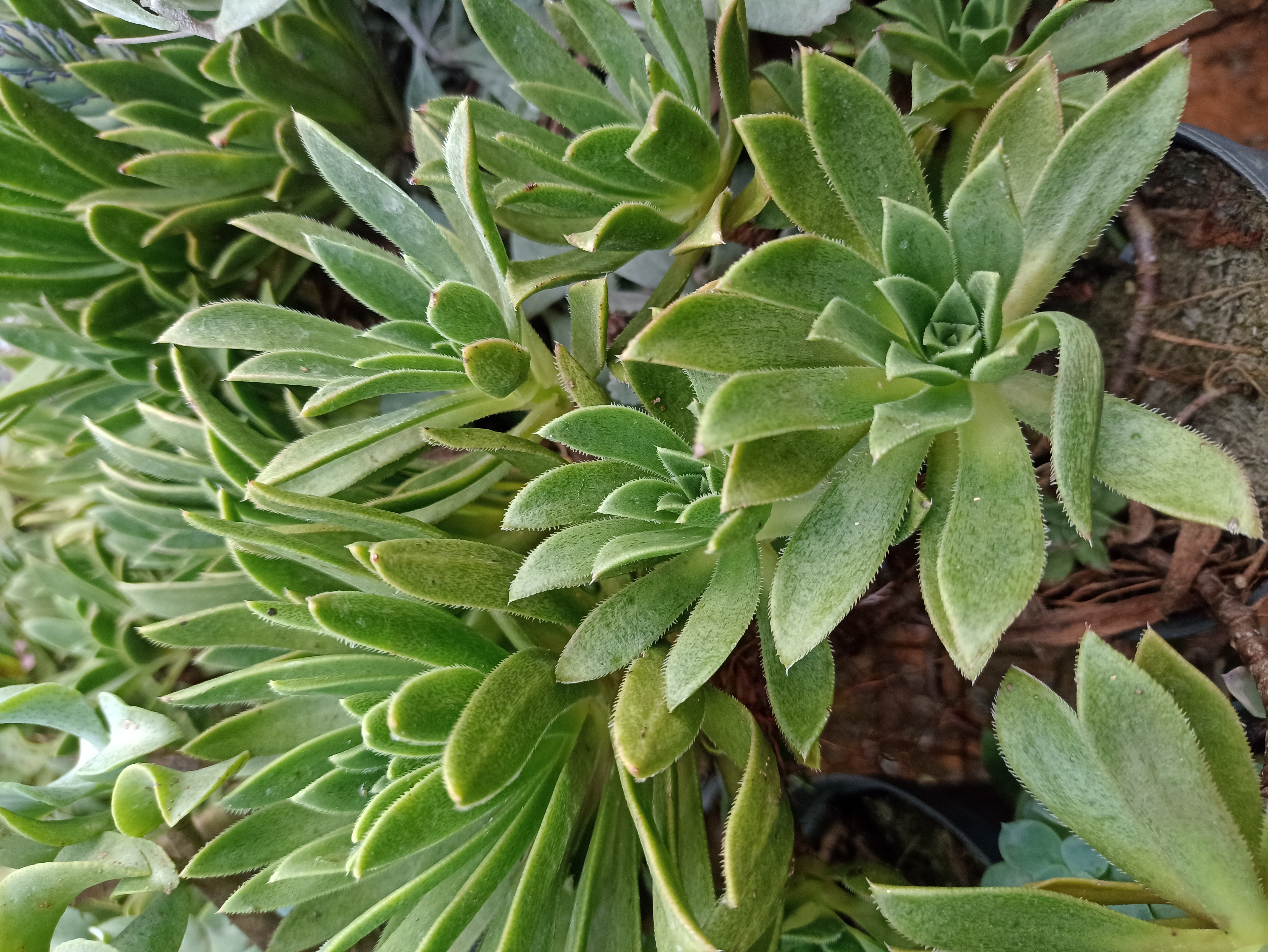 Suculenta Verde