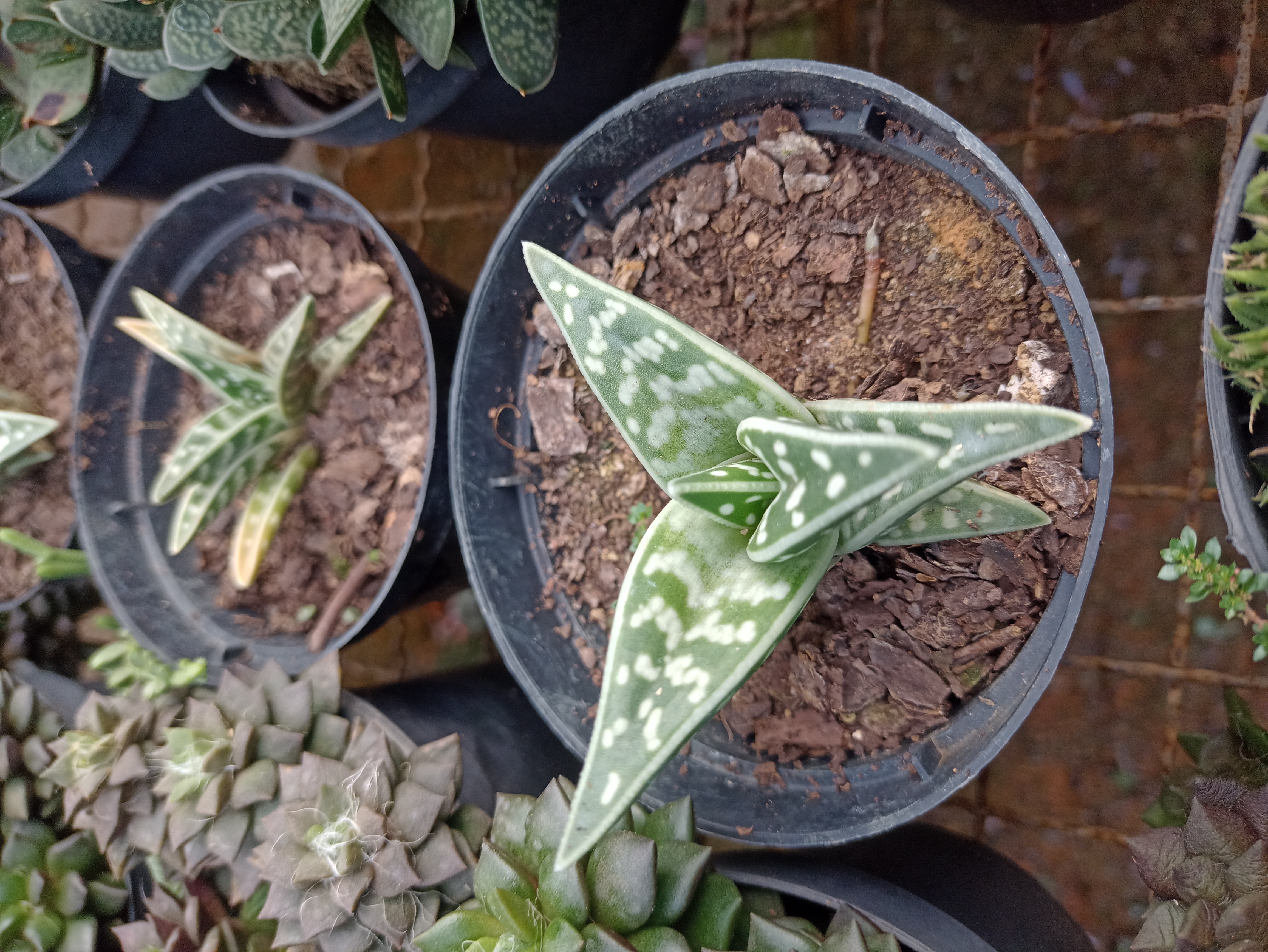 Suculenta Gasteria em Vaso