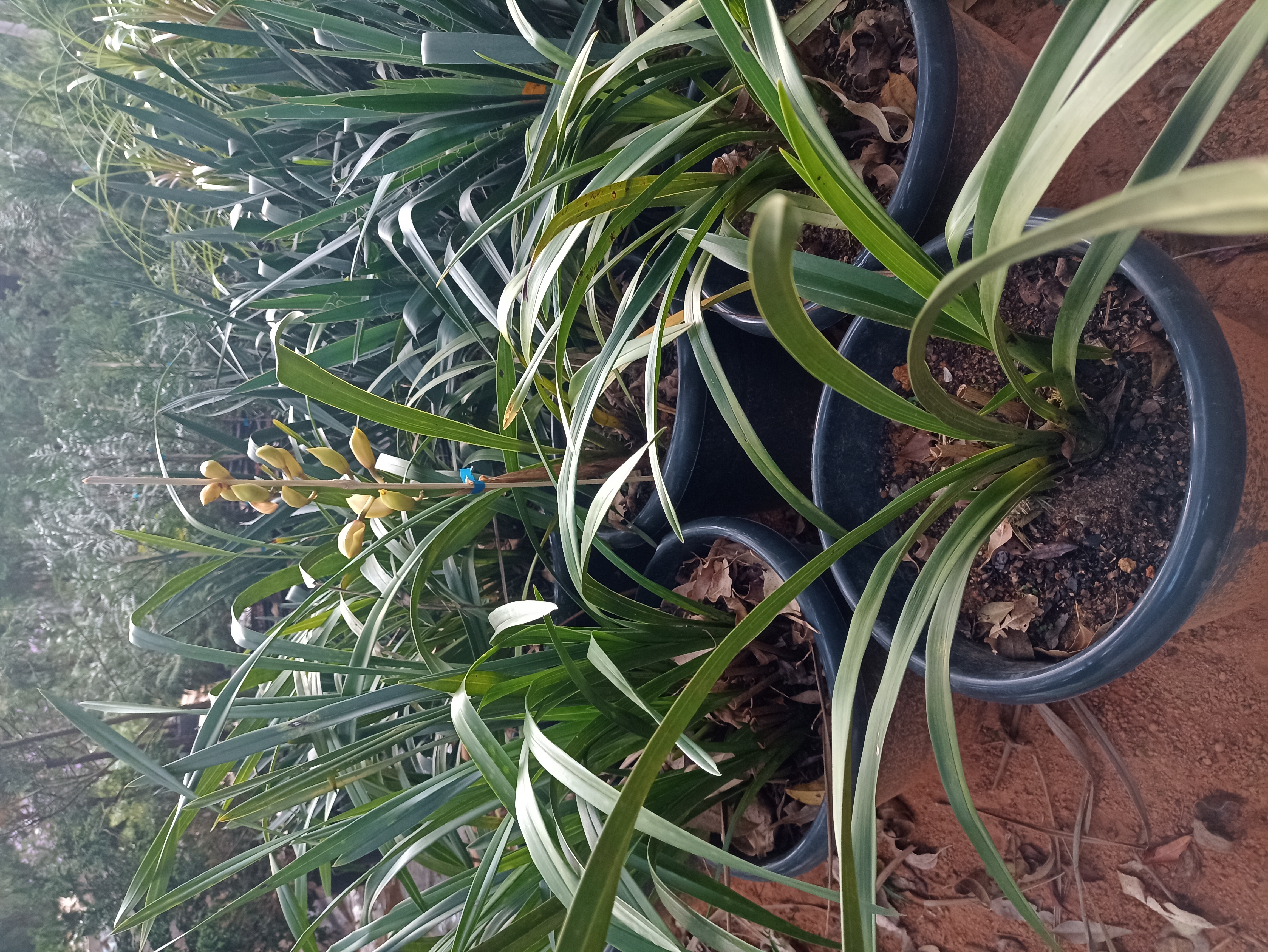 Orquídea Cymbidium em Vaso