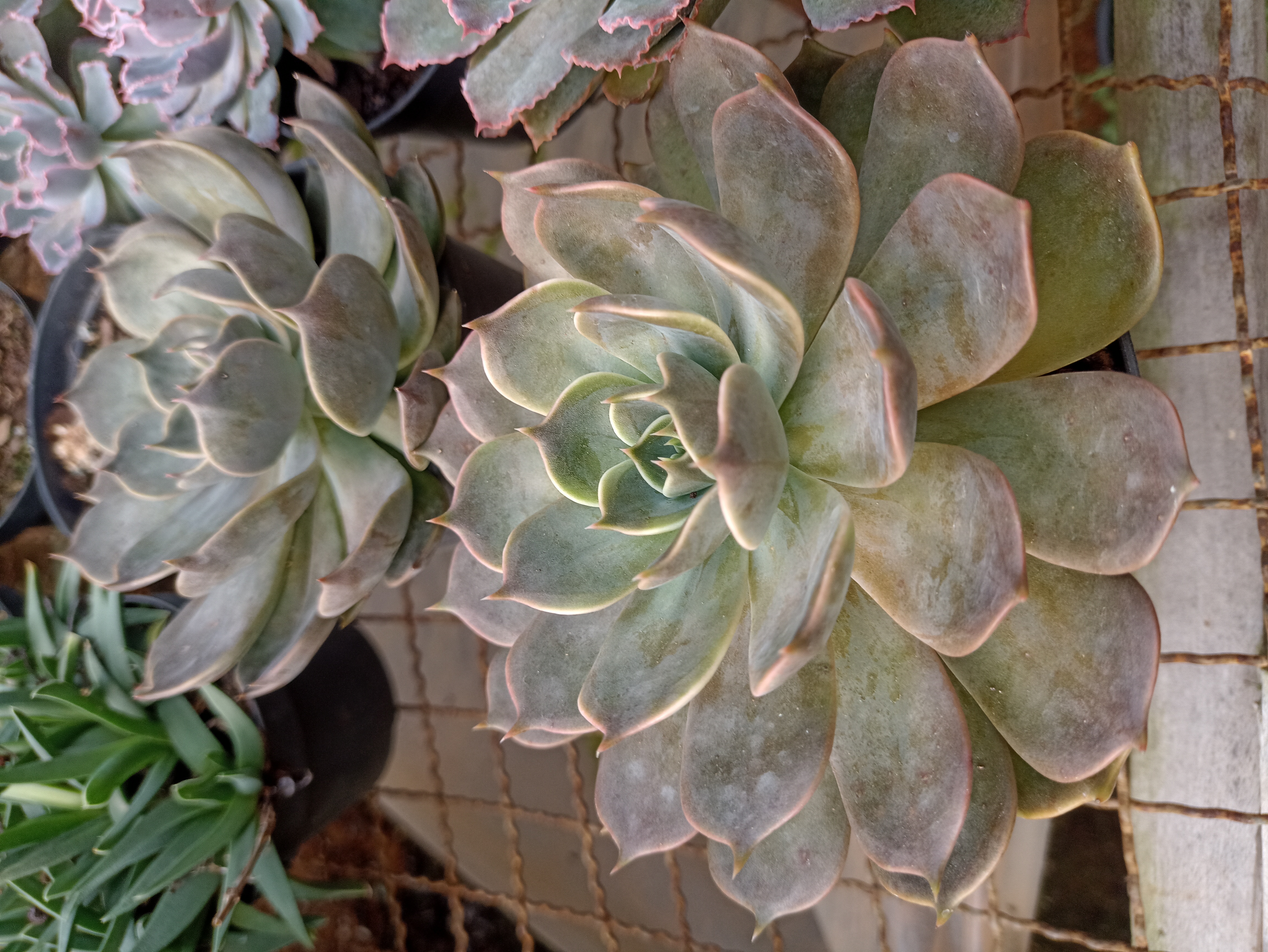 Suculenta Echeveria
