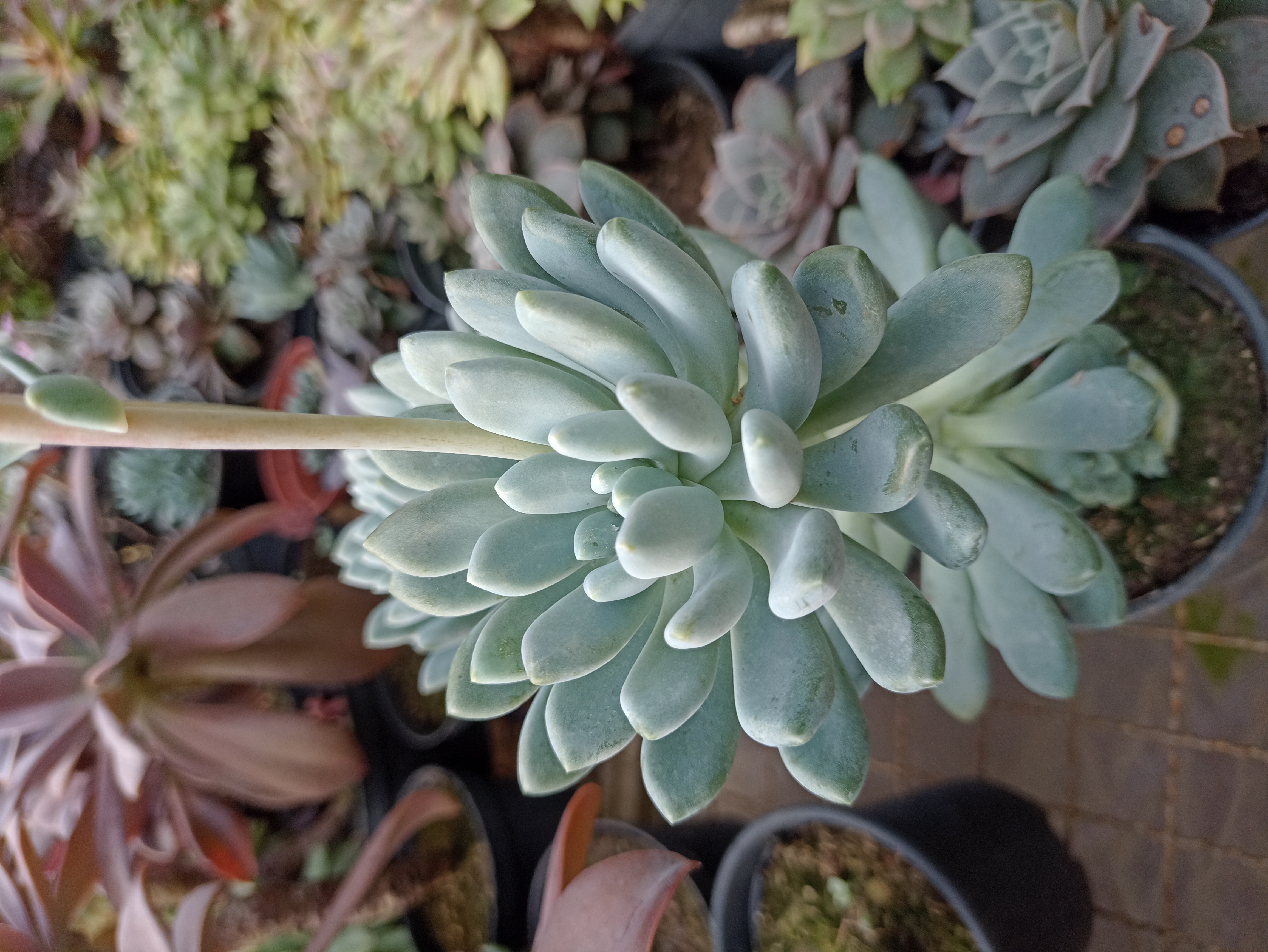 Suculenta Sedum Burrito