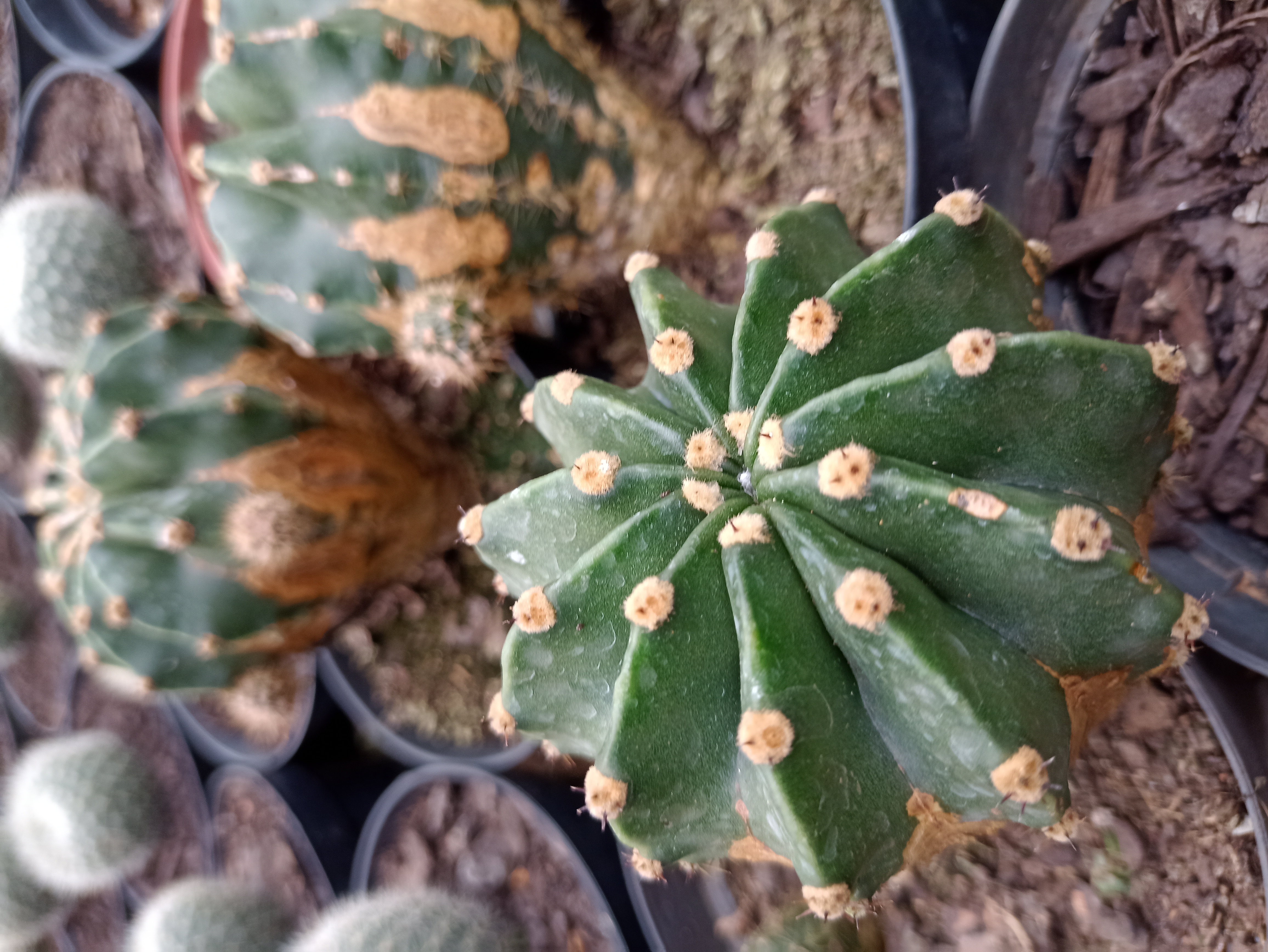 Cacto Estrela em Vaso
