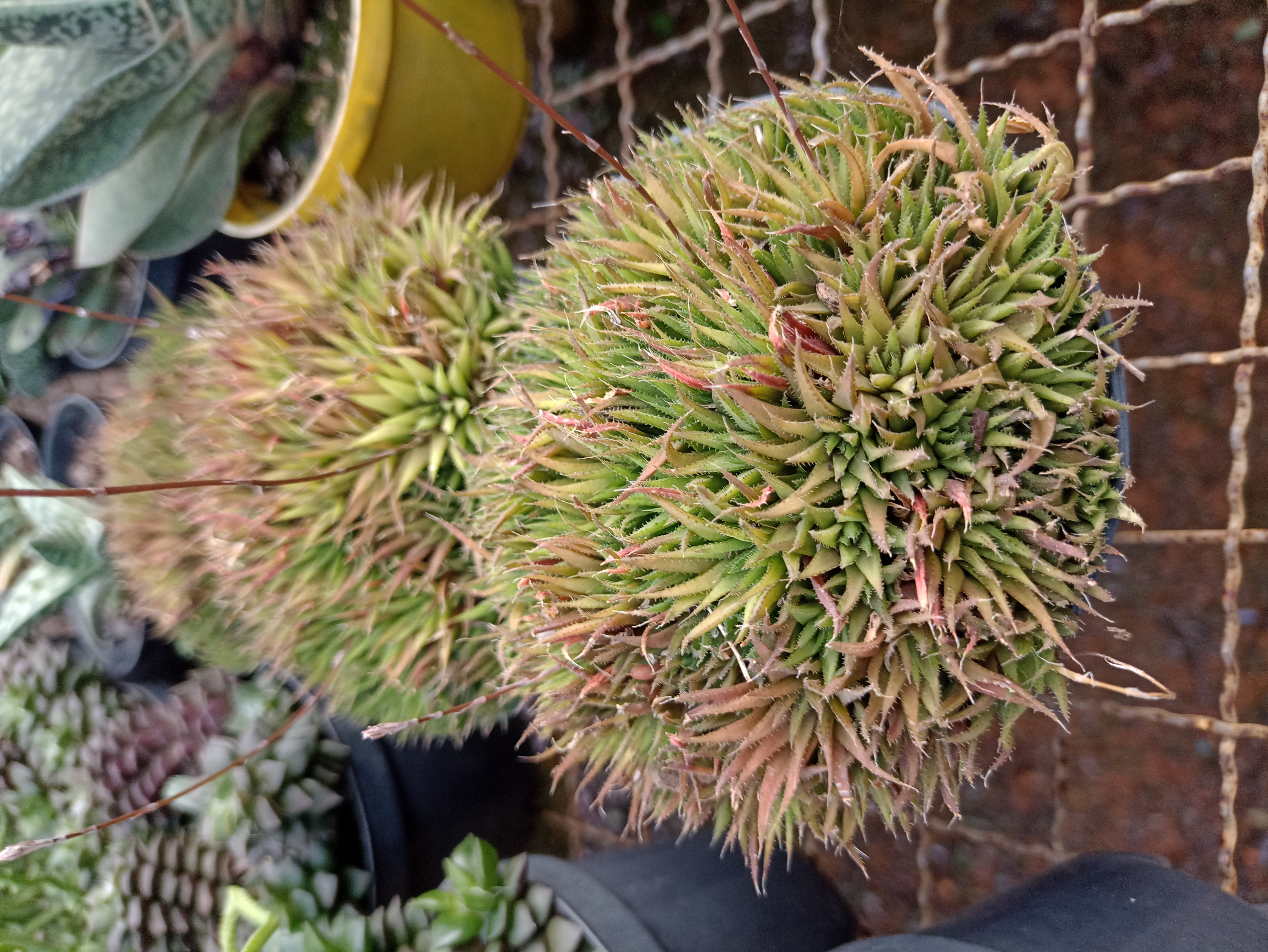 Kokedama de Suculenta