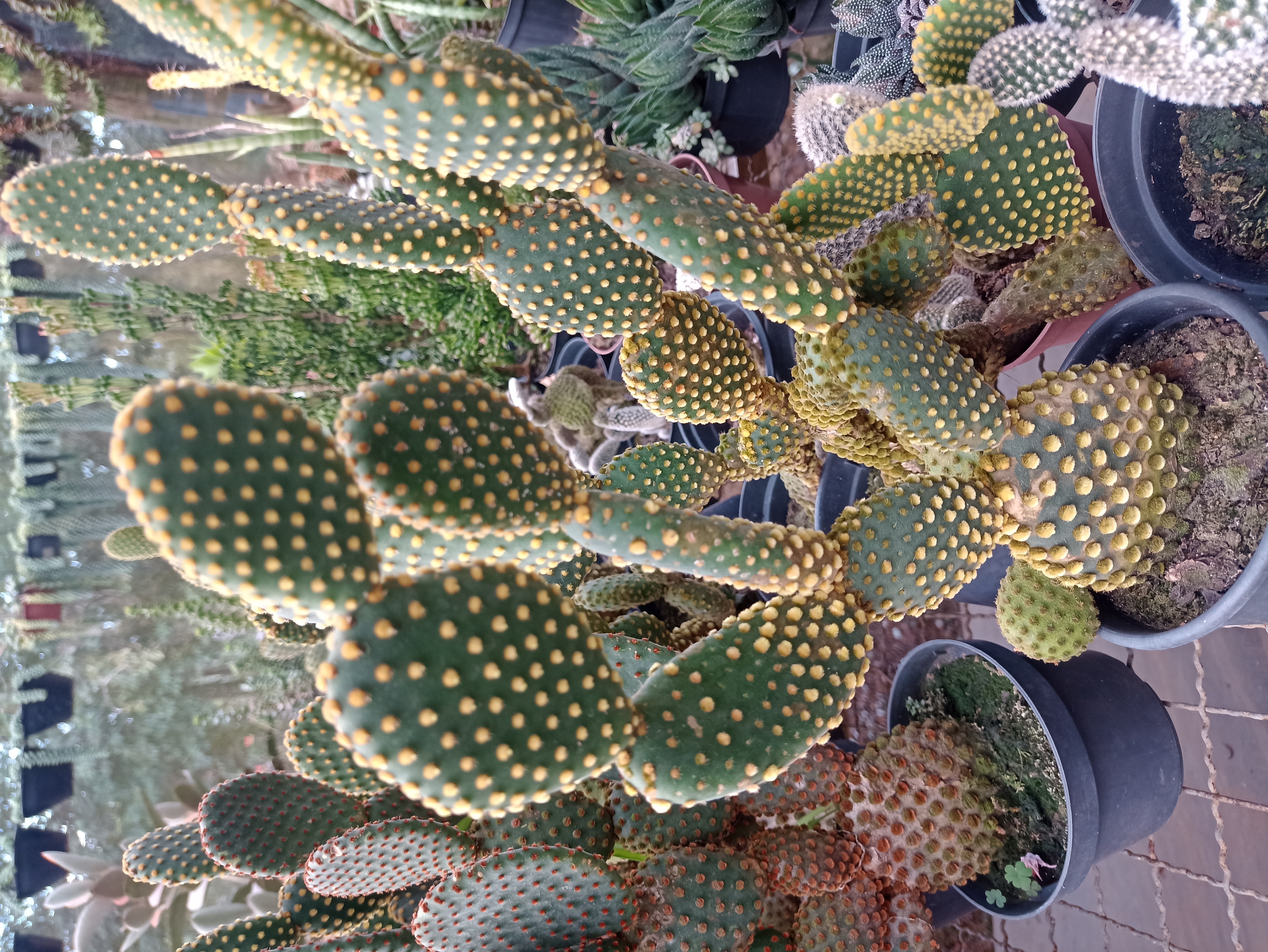 Cacto Opuntia Microdasys