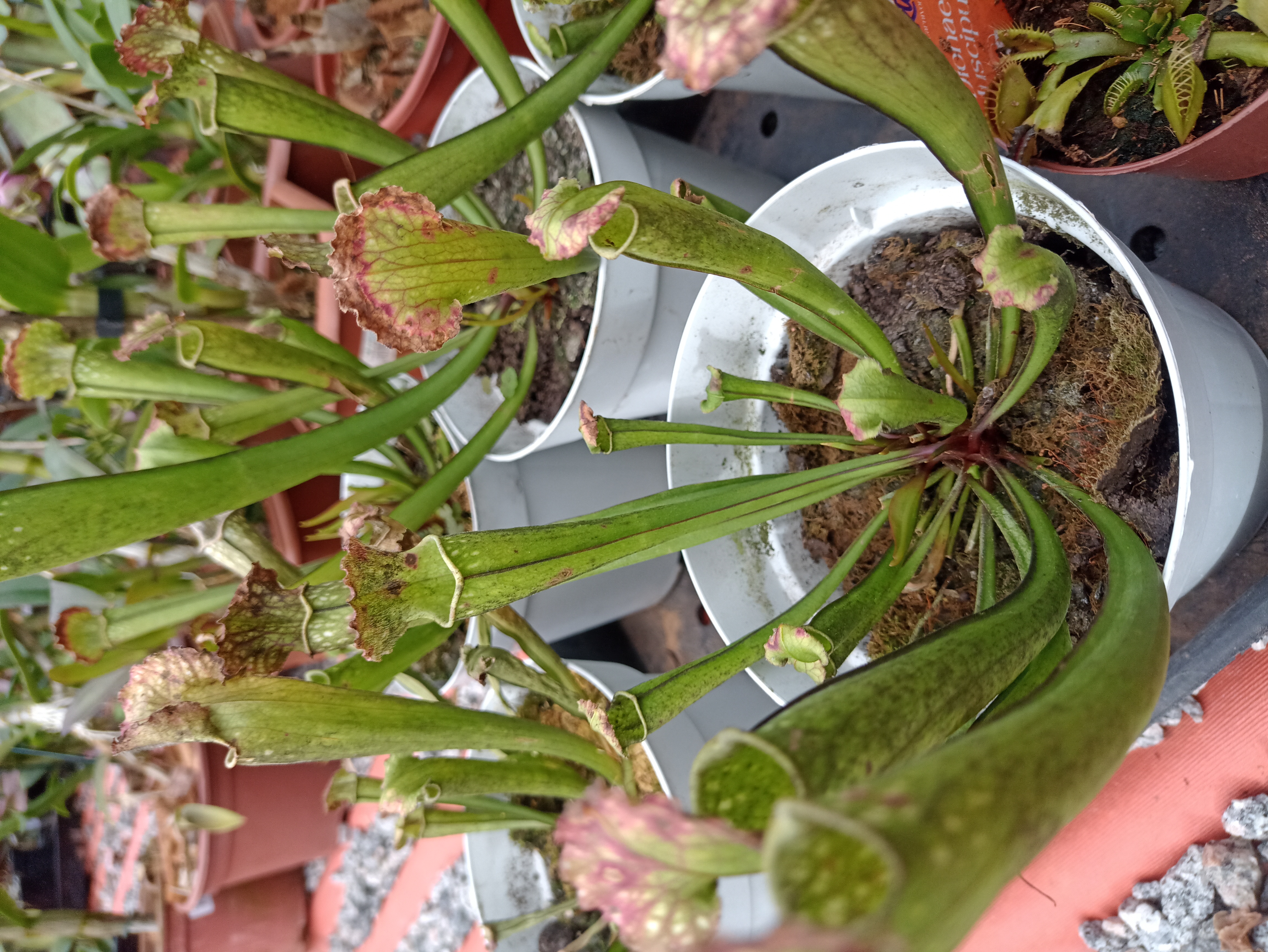 Planta Carnívora Sarracenia