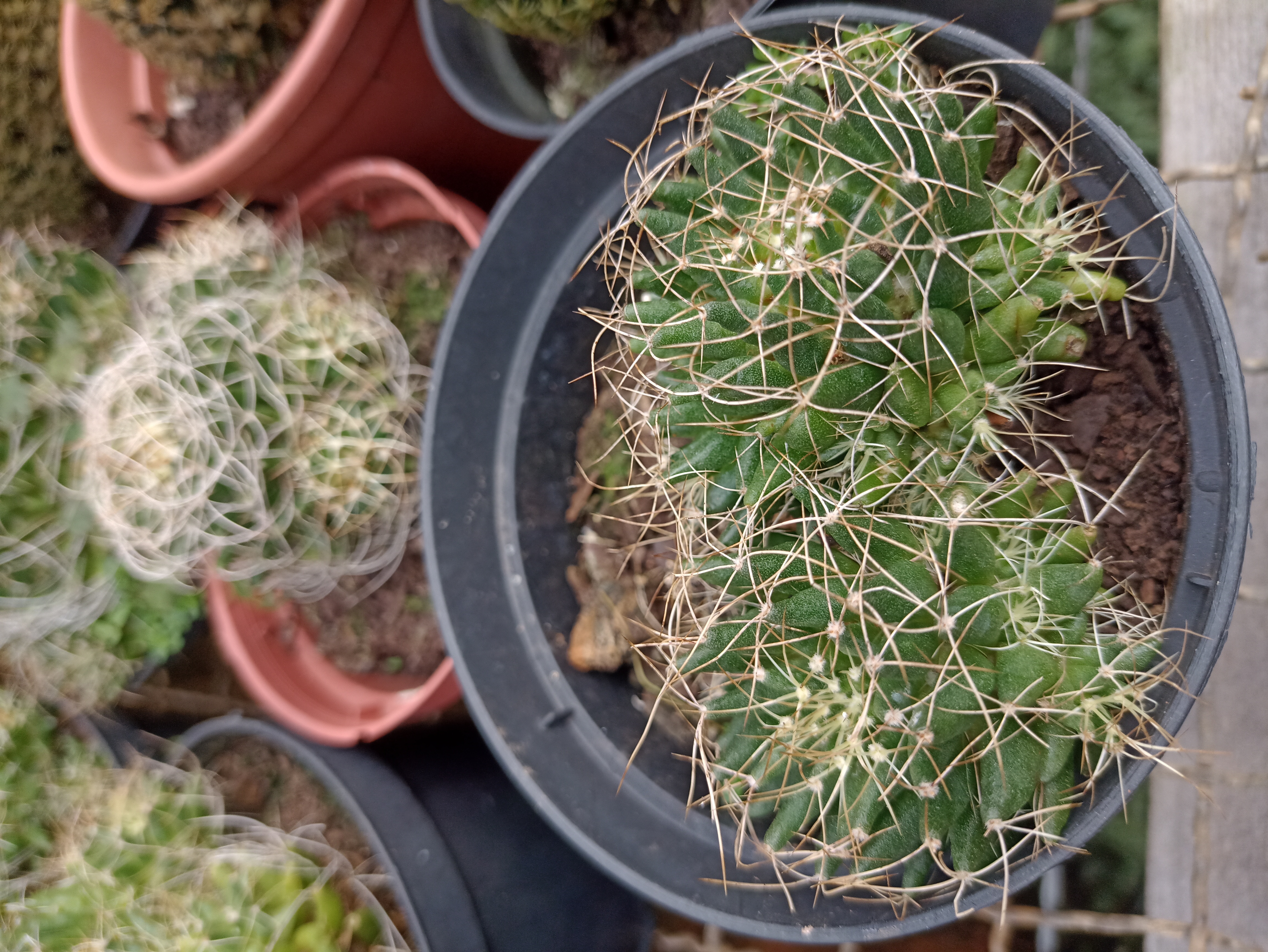 Cacto Mamilaria em Vaso