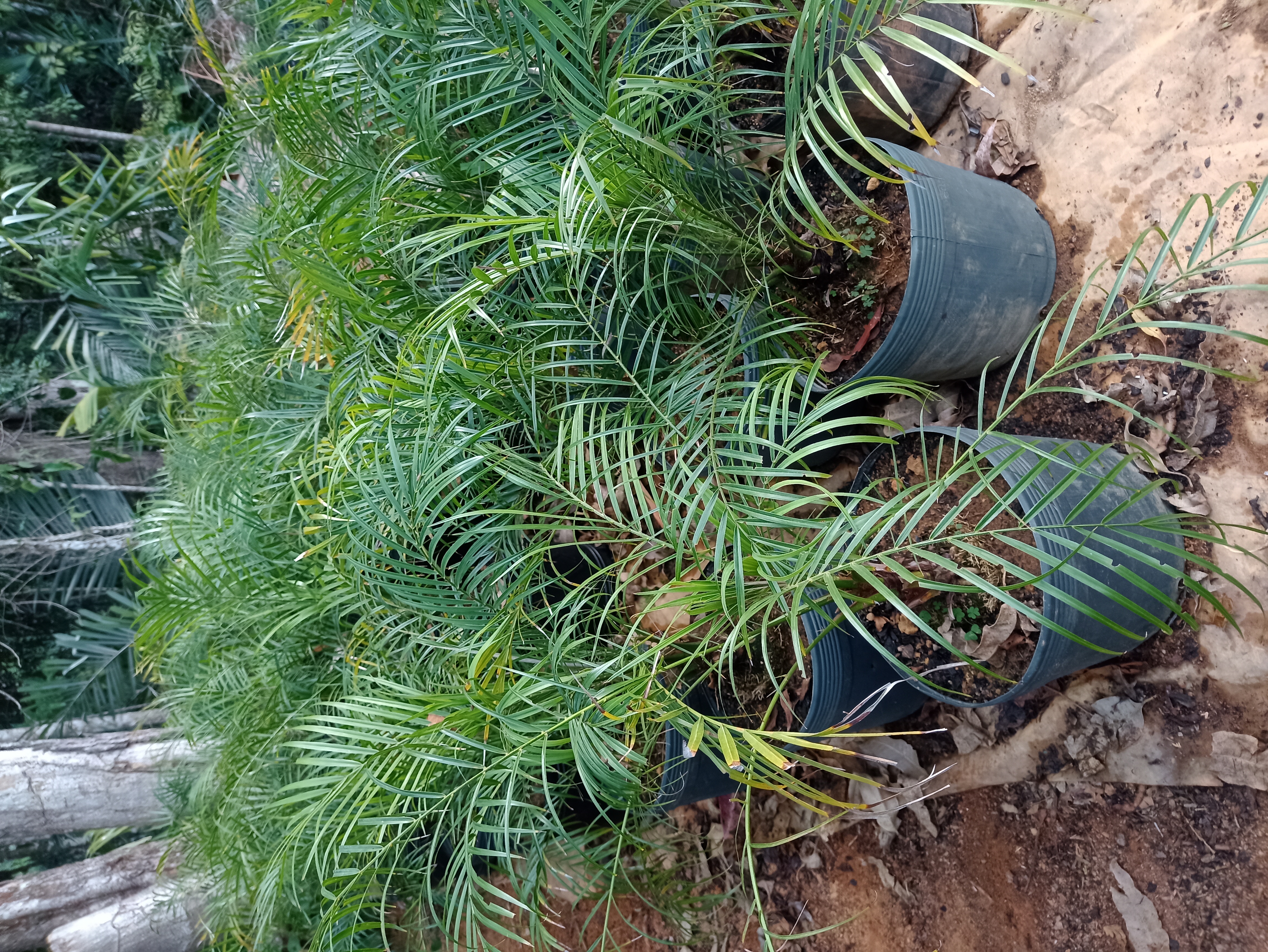 Muda de Palmeira Areca