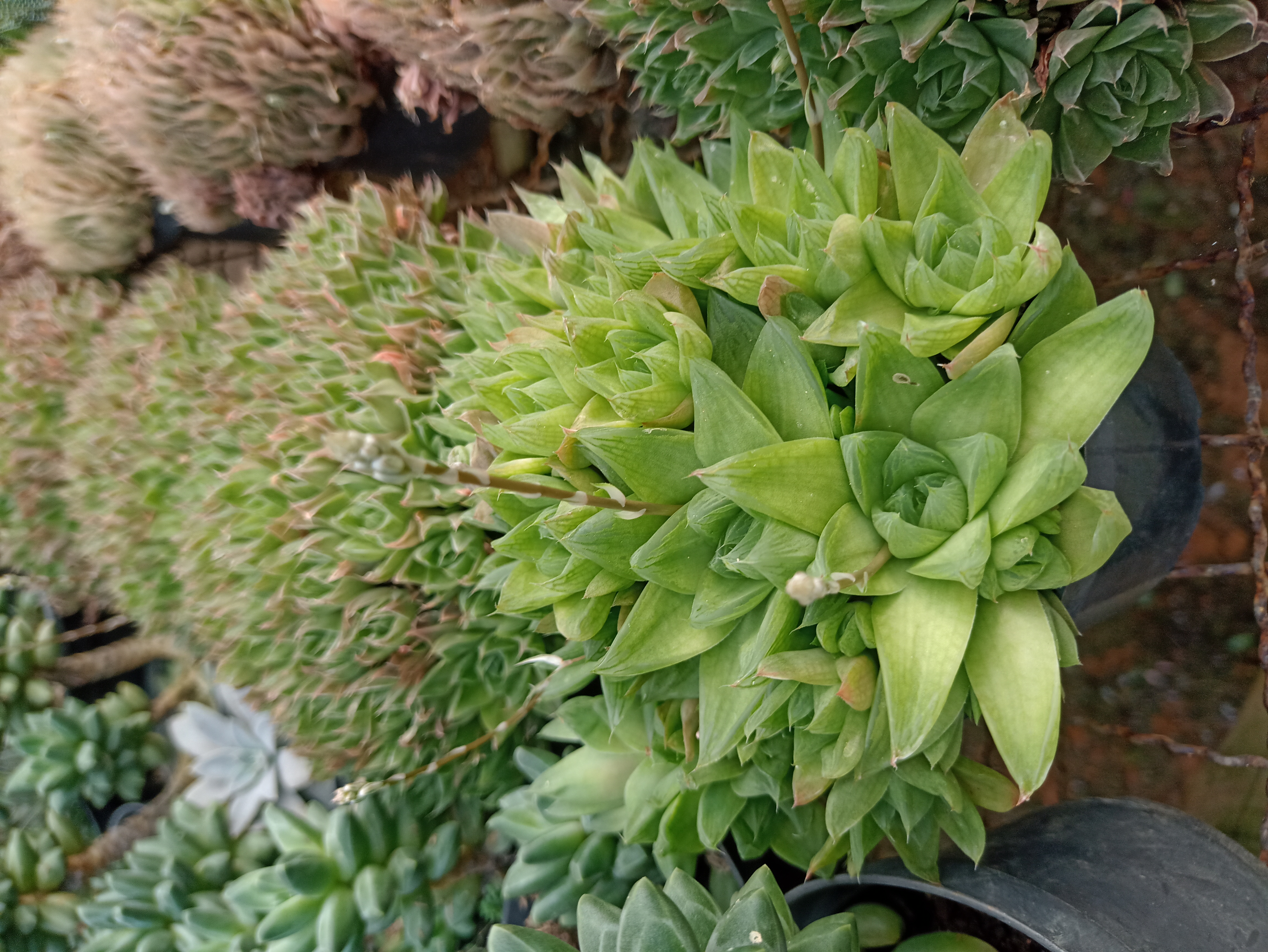 Suculenta Haworthia