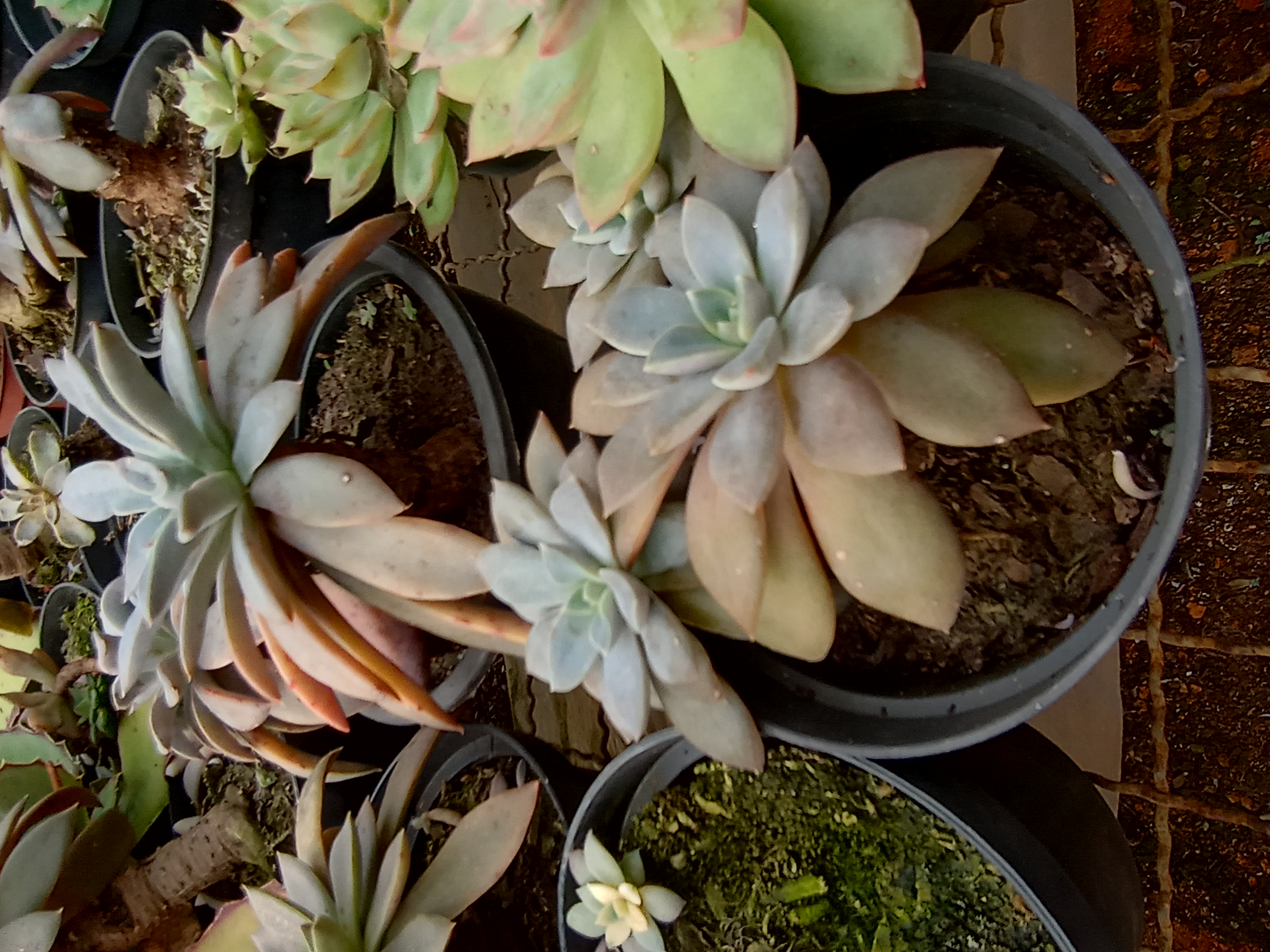 Suculenta em Vaso