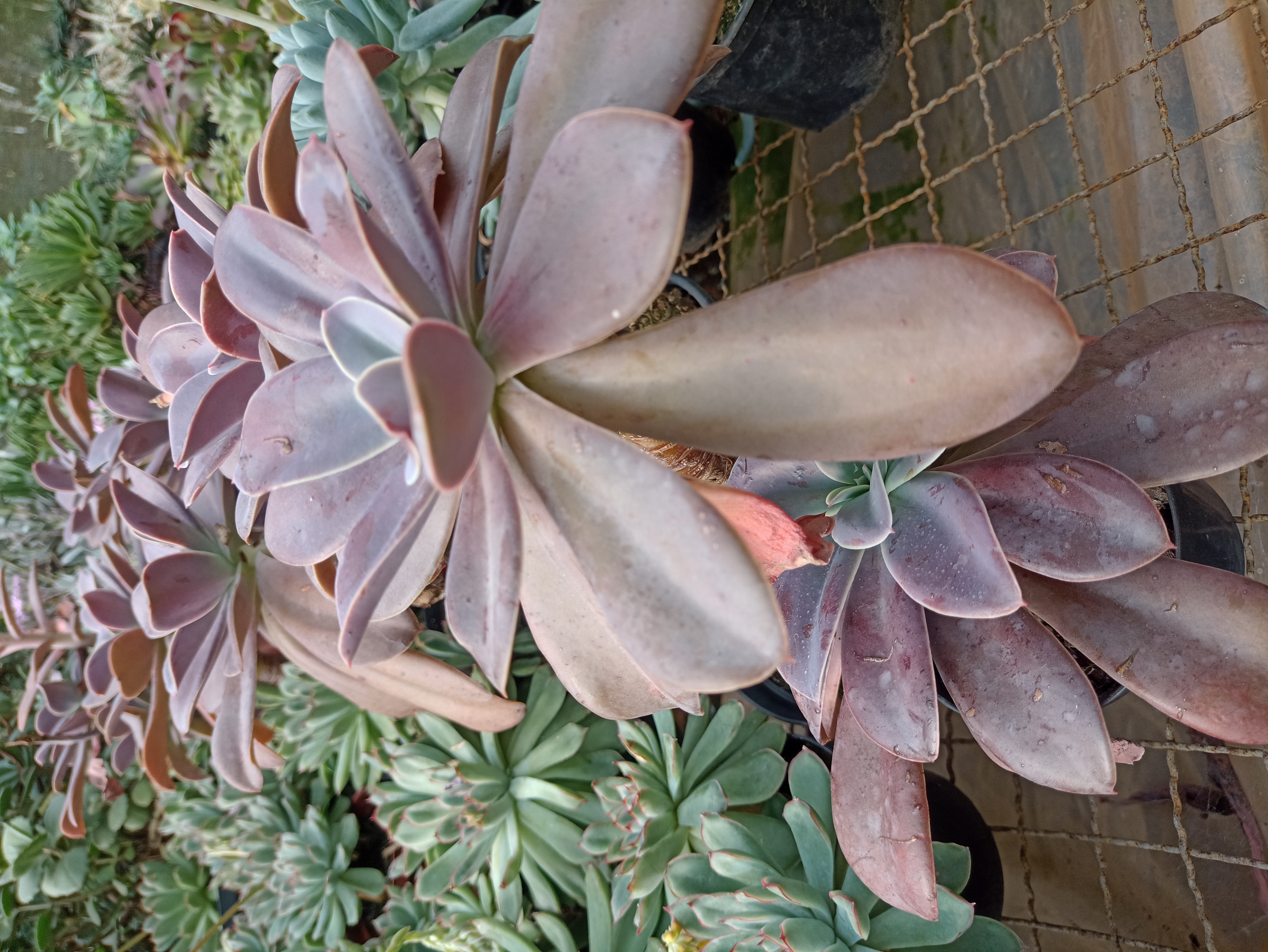 Suculenta Graptopetalum