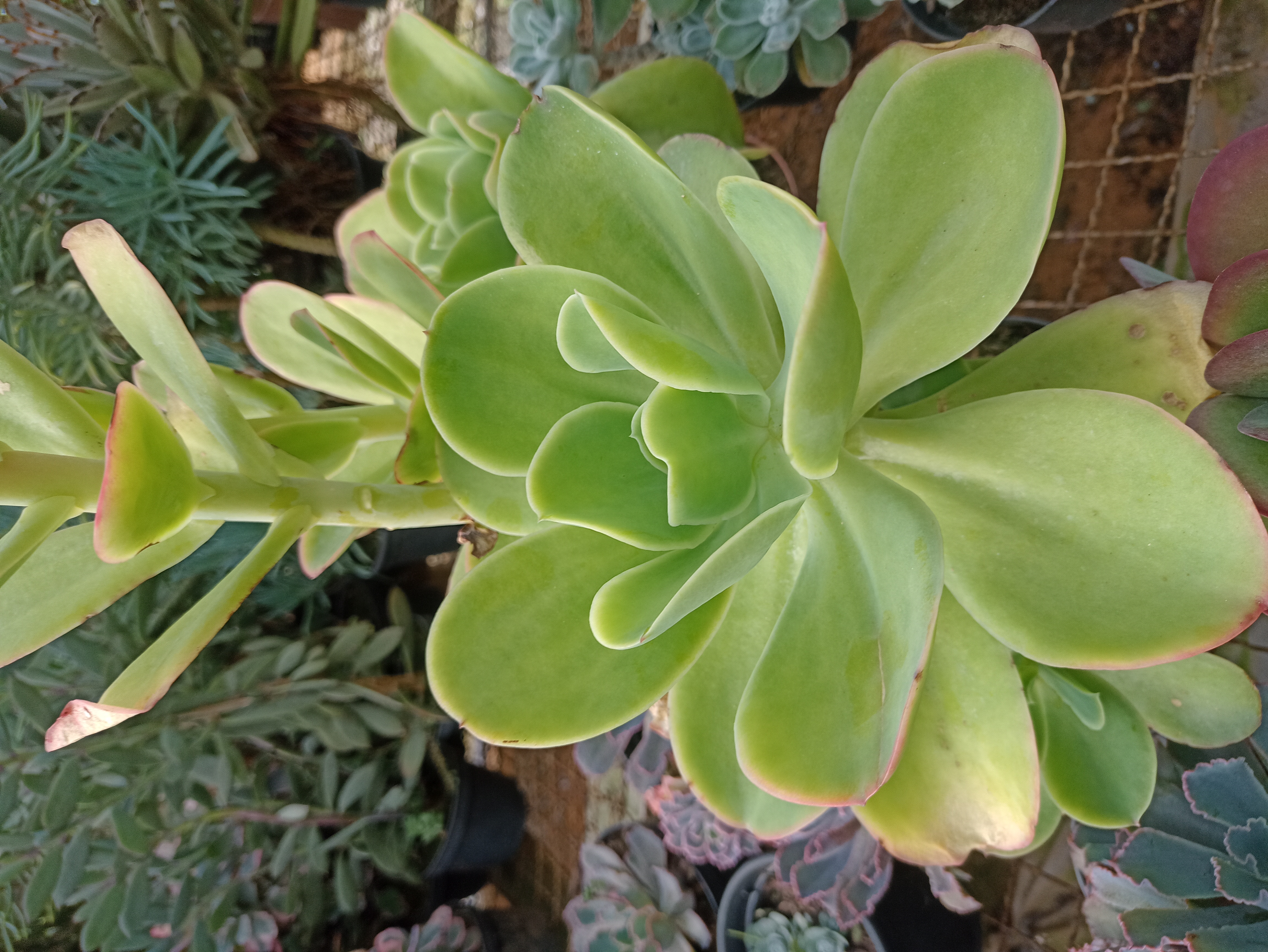 Suculenta Echeveria