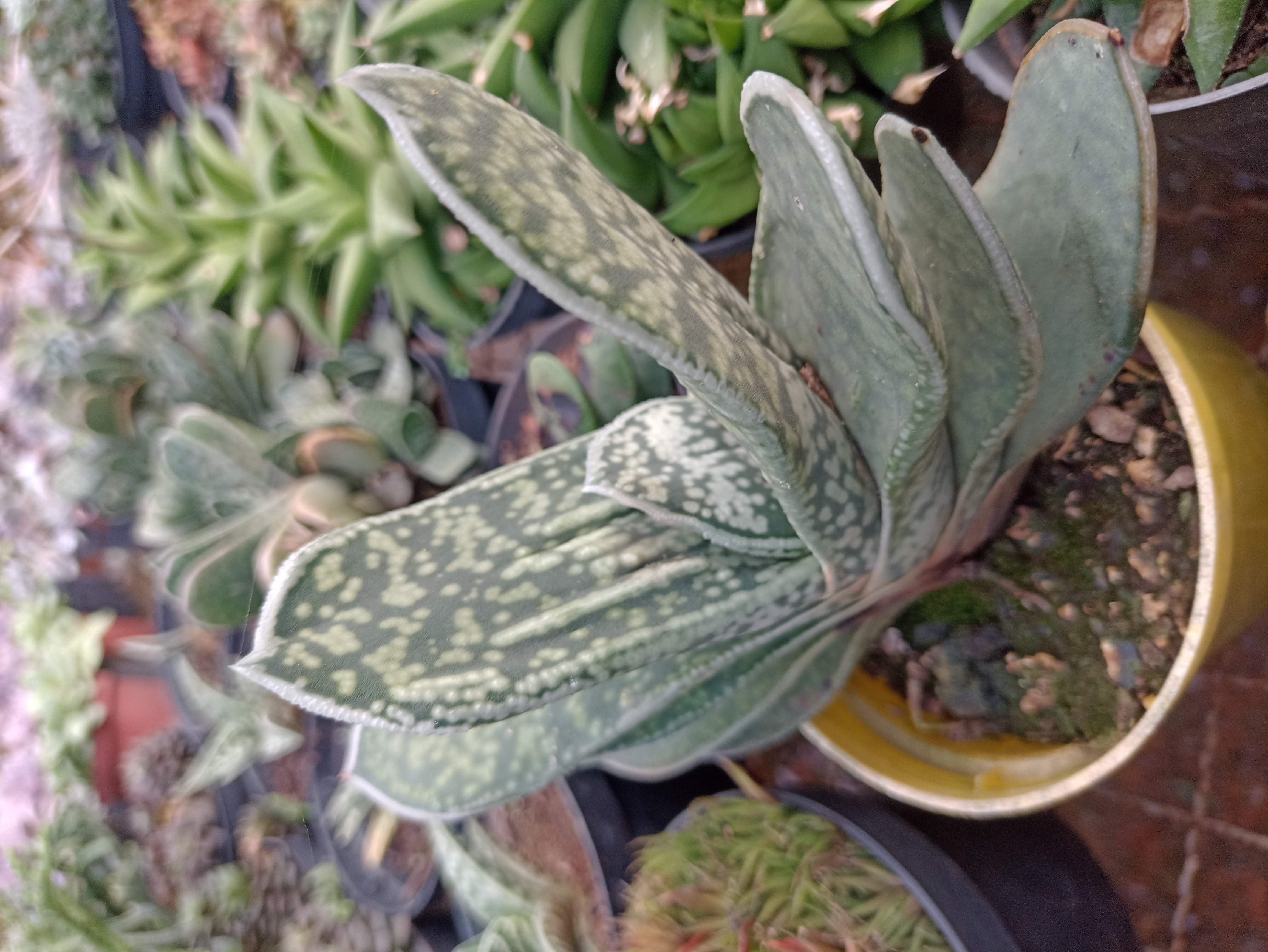 Suculenta Gasteria