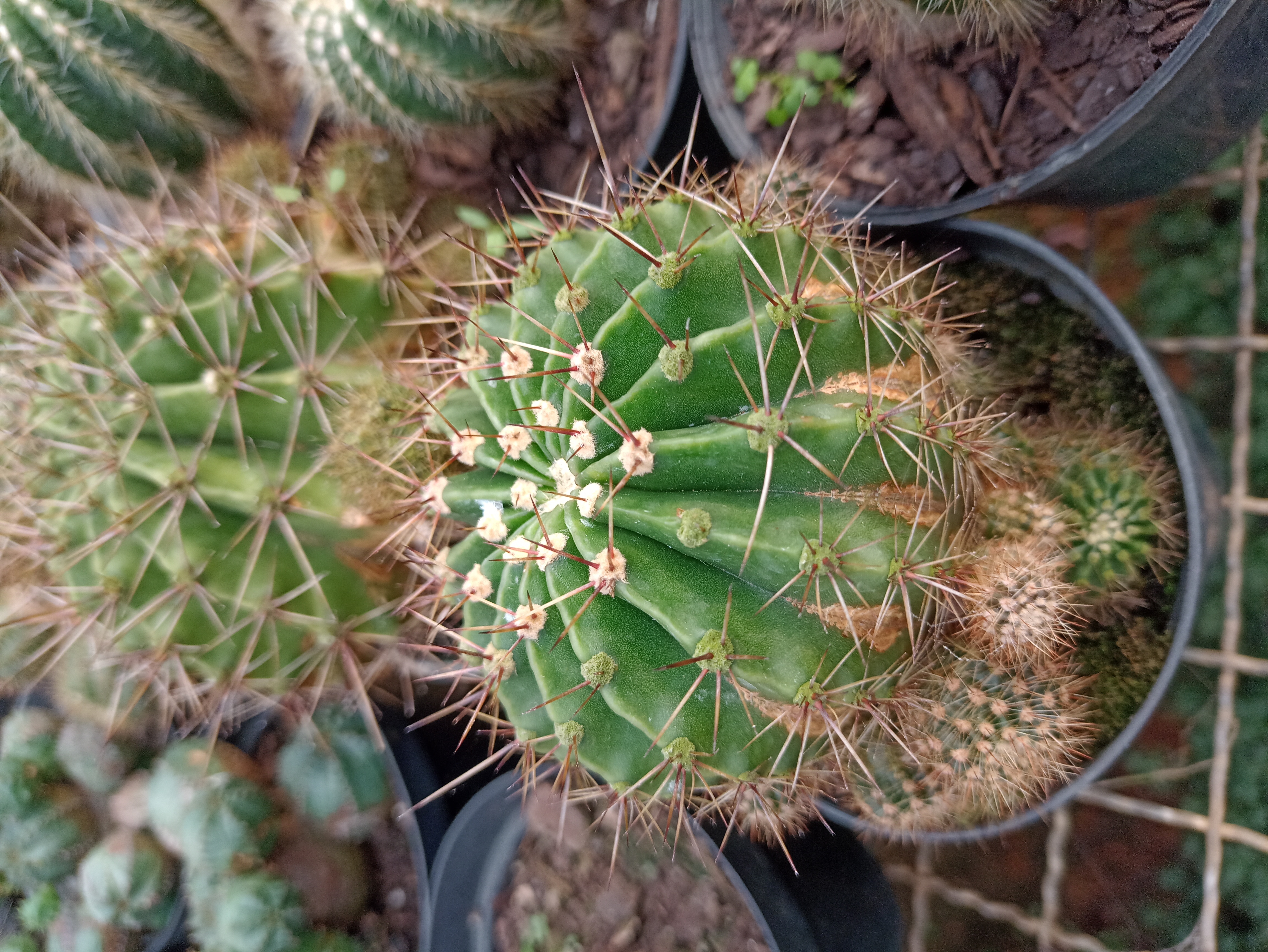 Cacto Echinopsis em Vaso