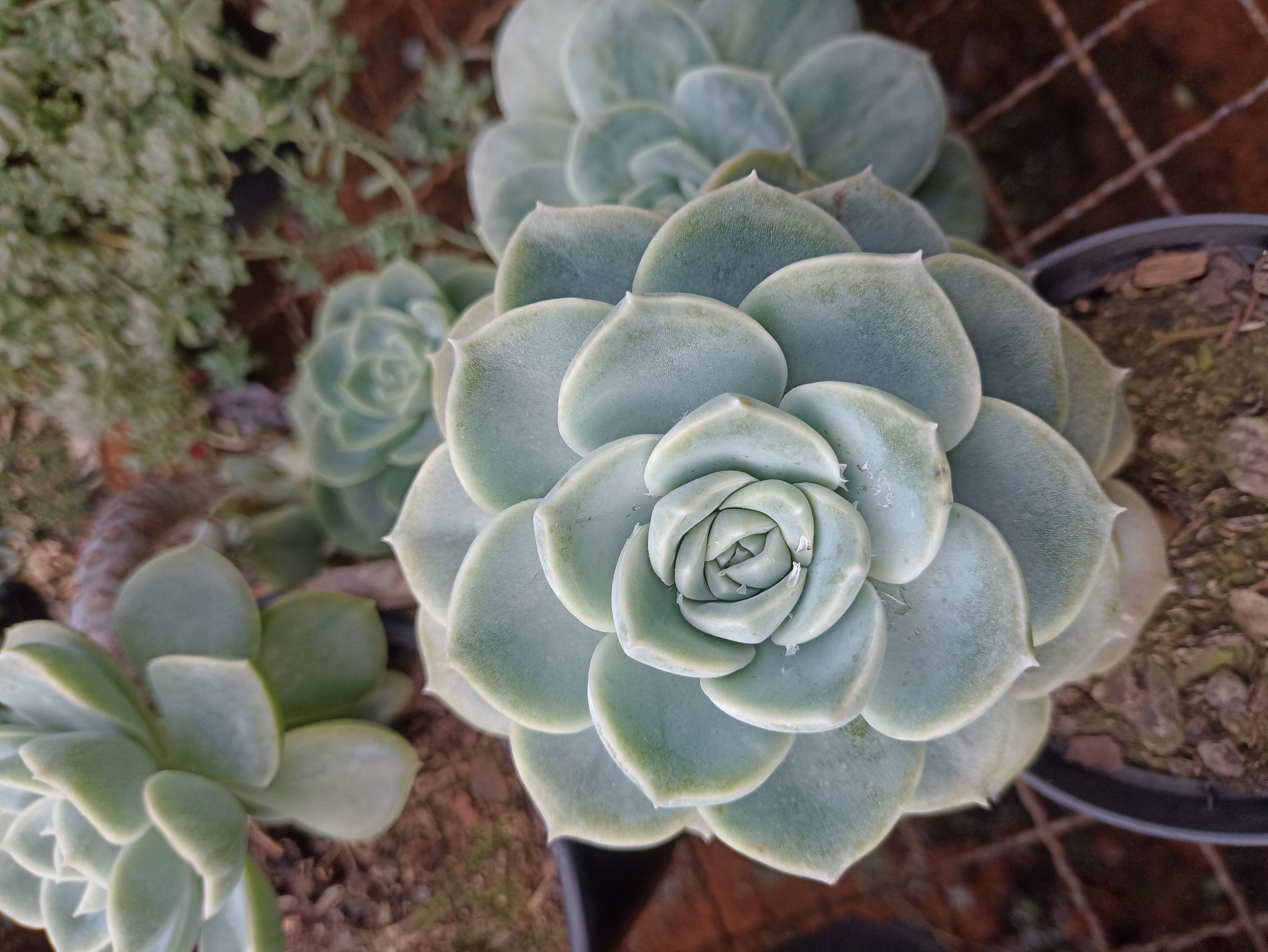 Suculenta Echeveria