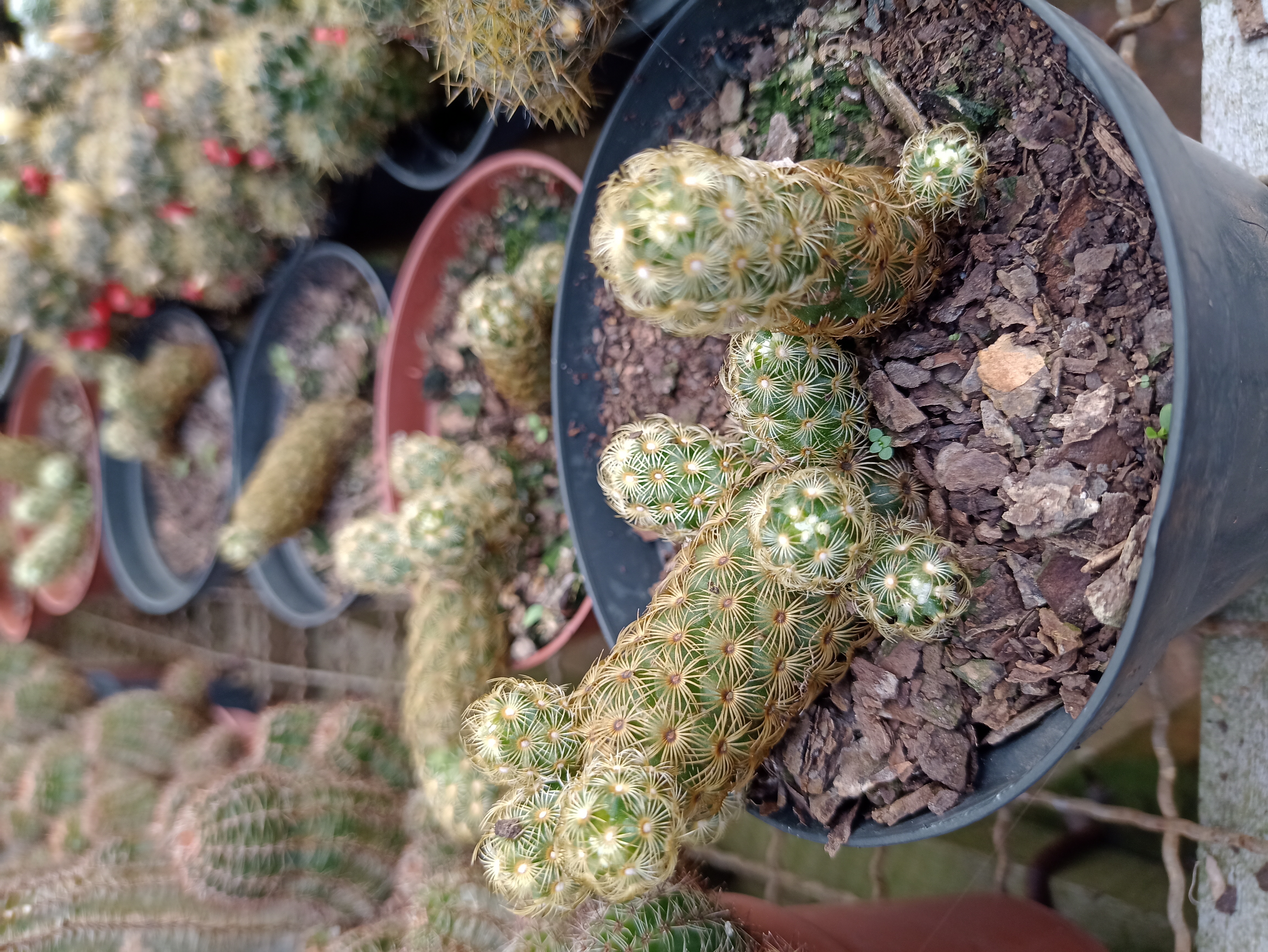 Cacto Mammillaria