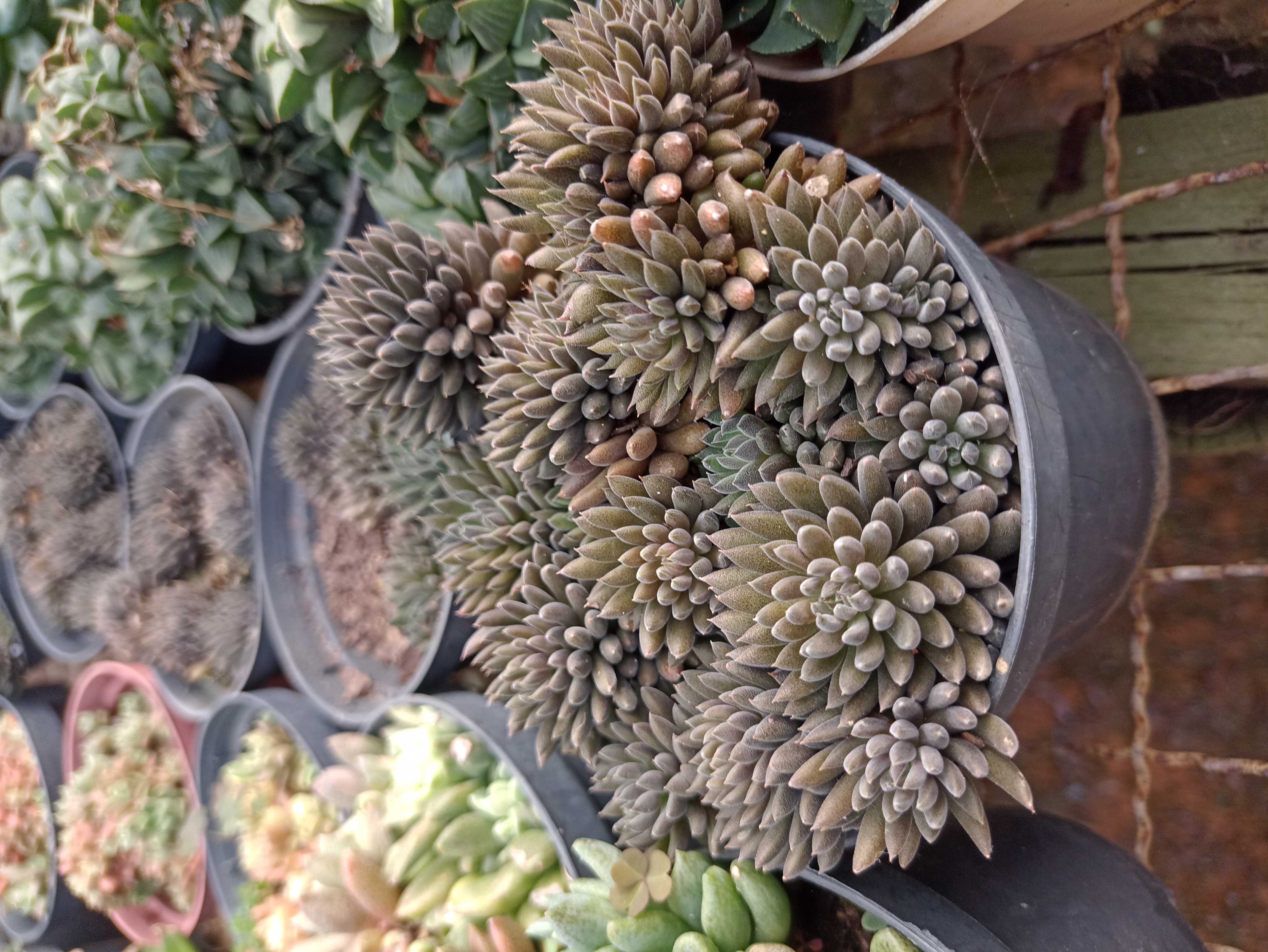 Suculenta Ouriço Pequena