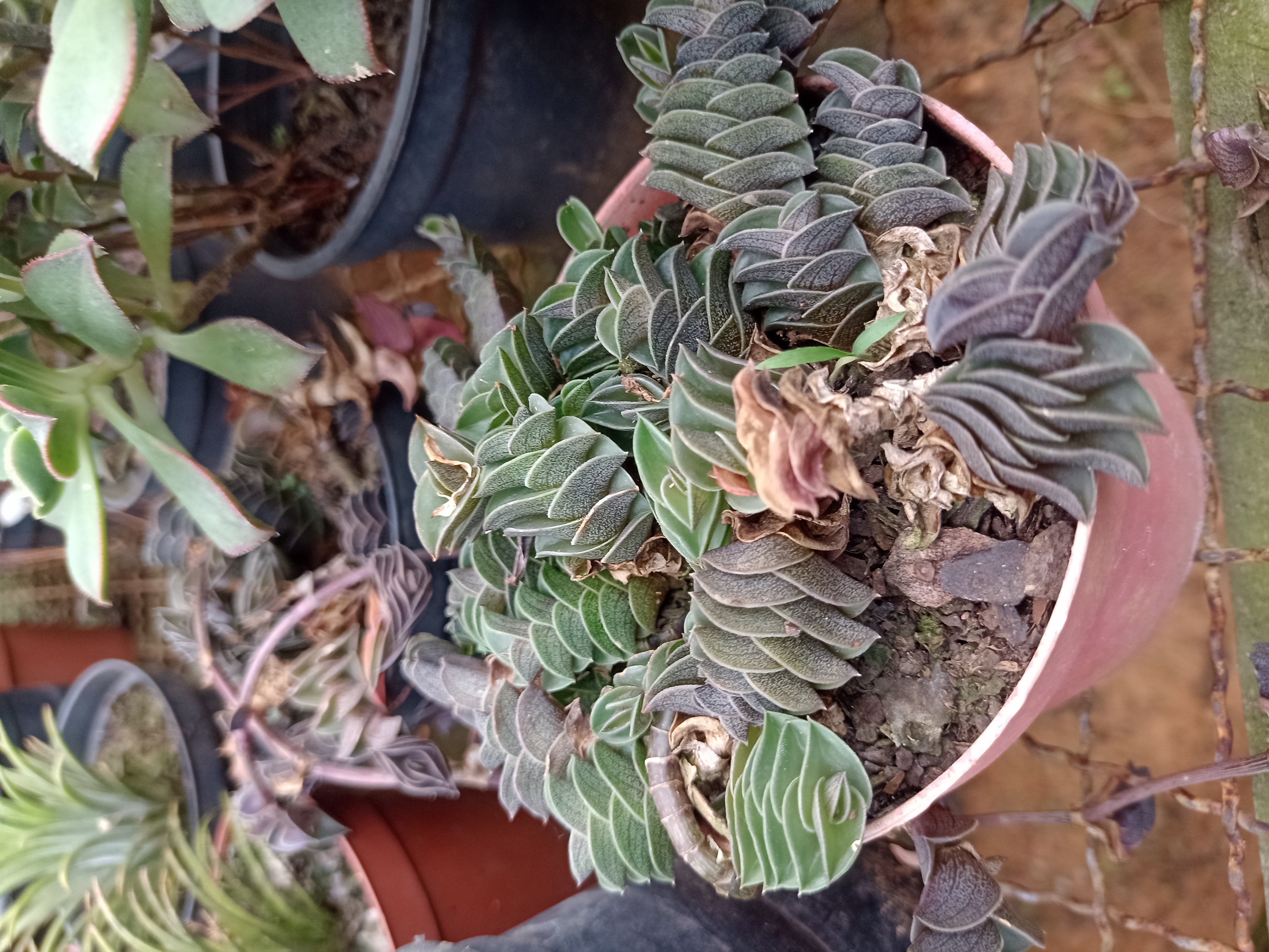 Suculenta Crassula 'Buddha's Temple'