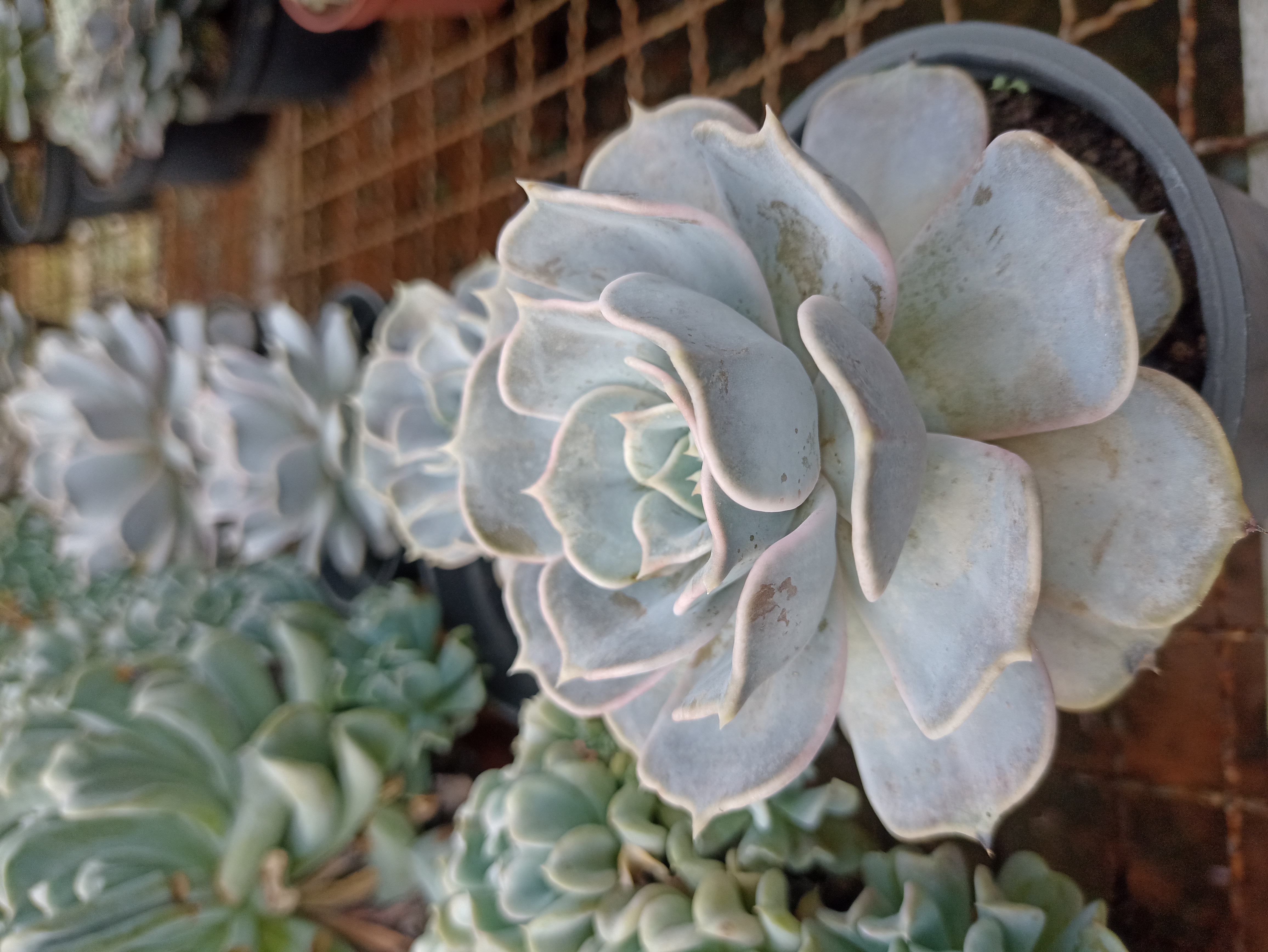 Suculenta Echeveria