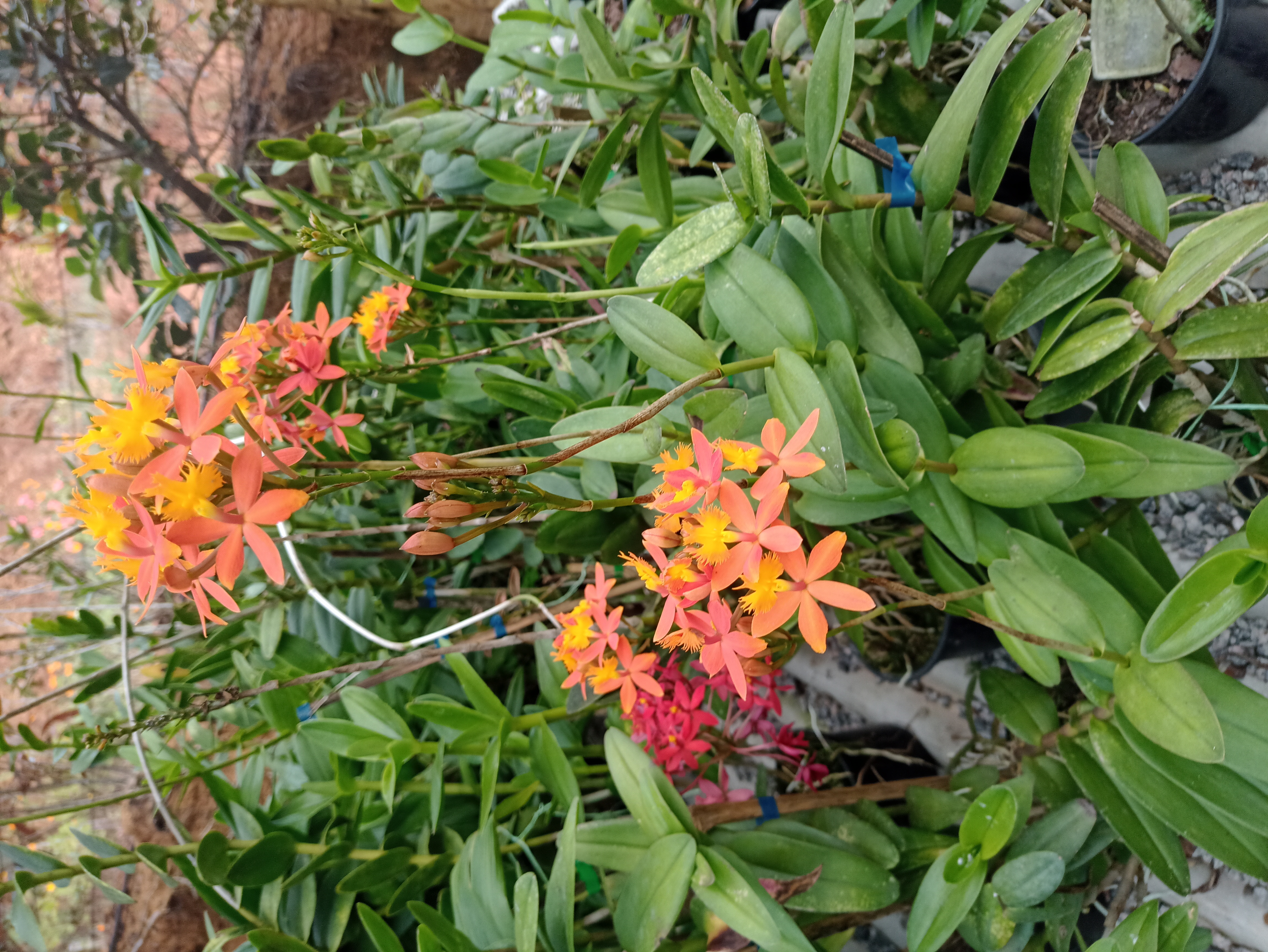 Orquídea Epidendrum