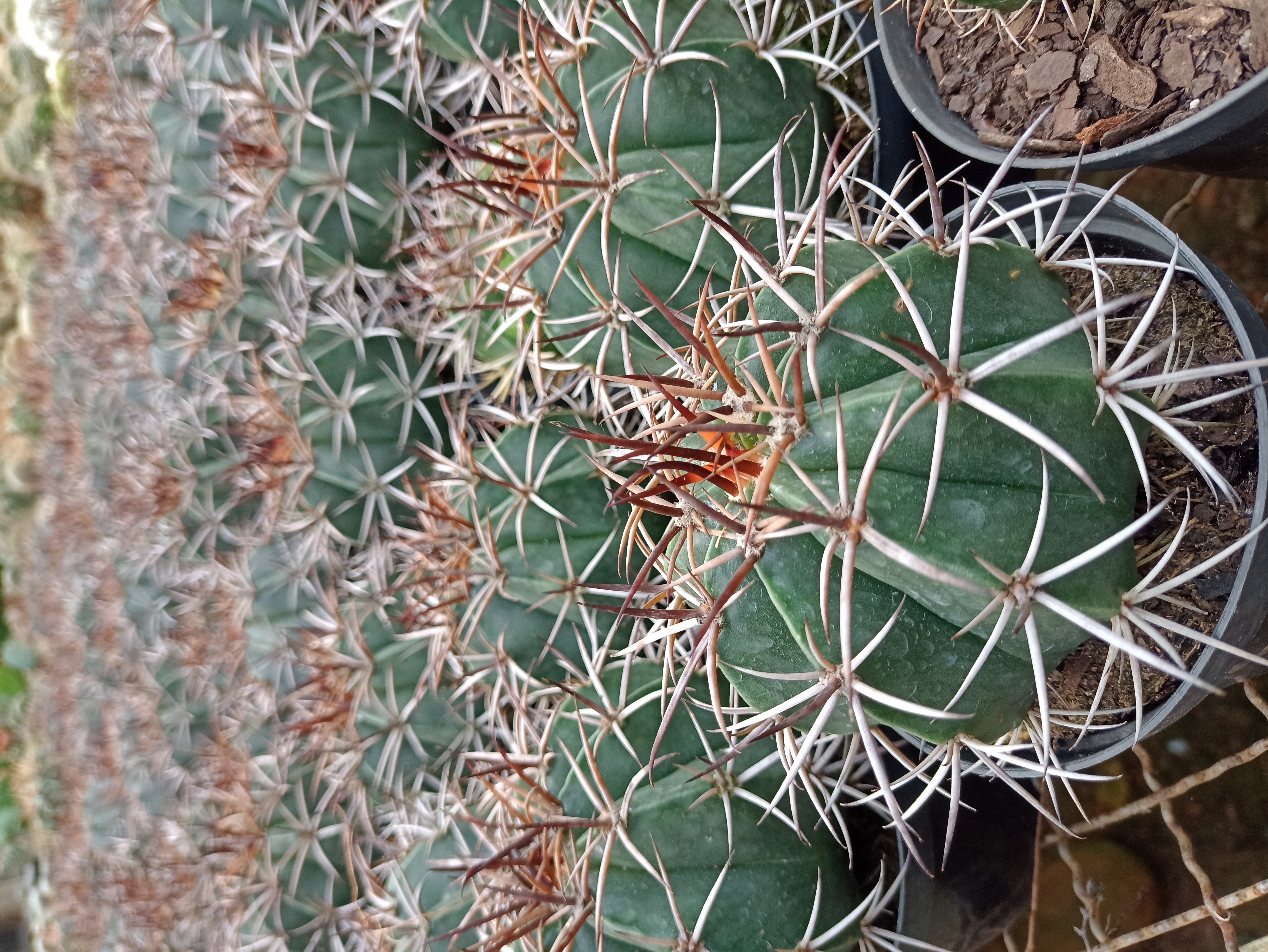 Cacto Ferocactus Potenciado