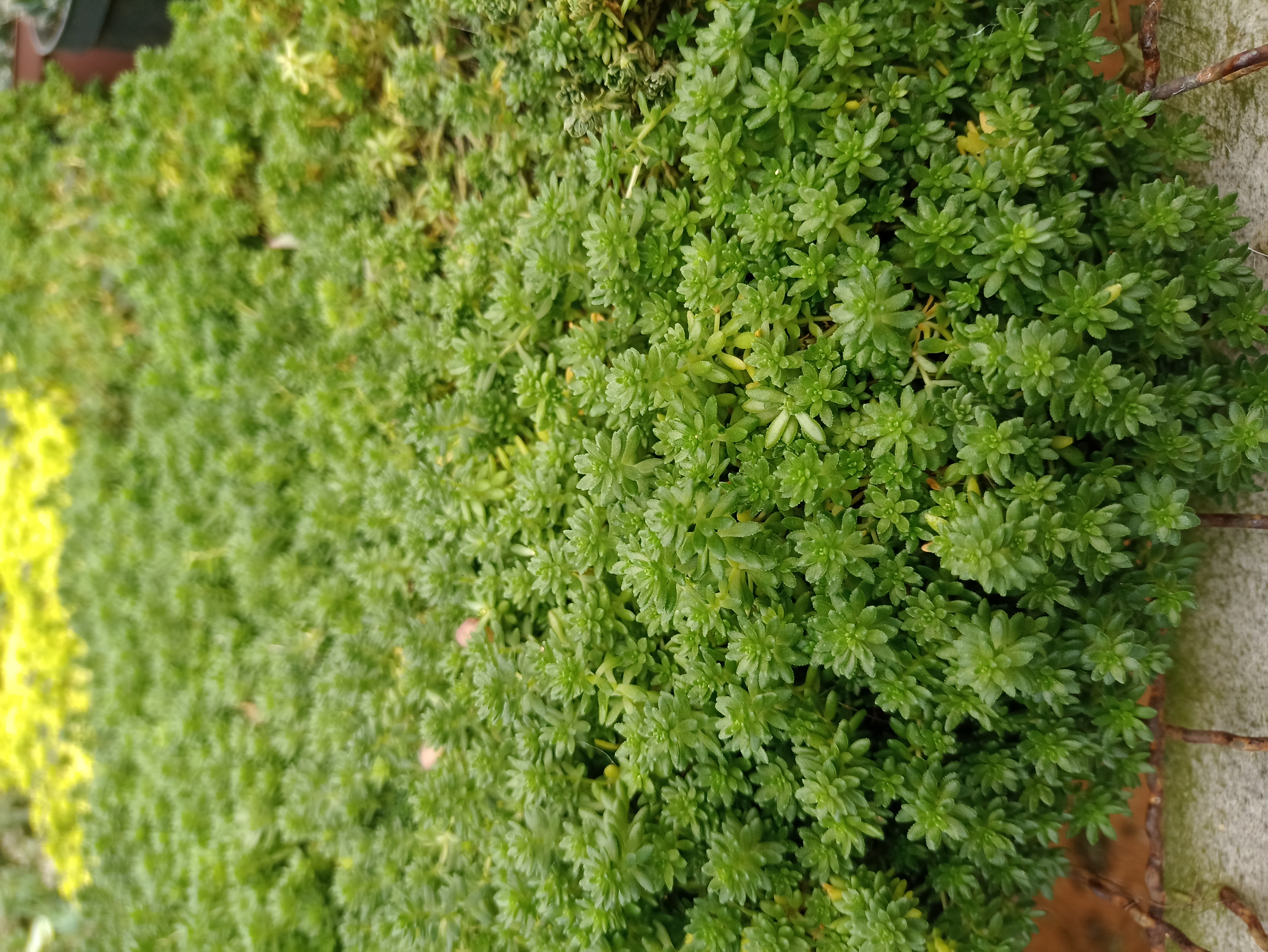 Muda de Tapete Verde