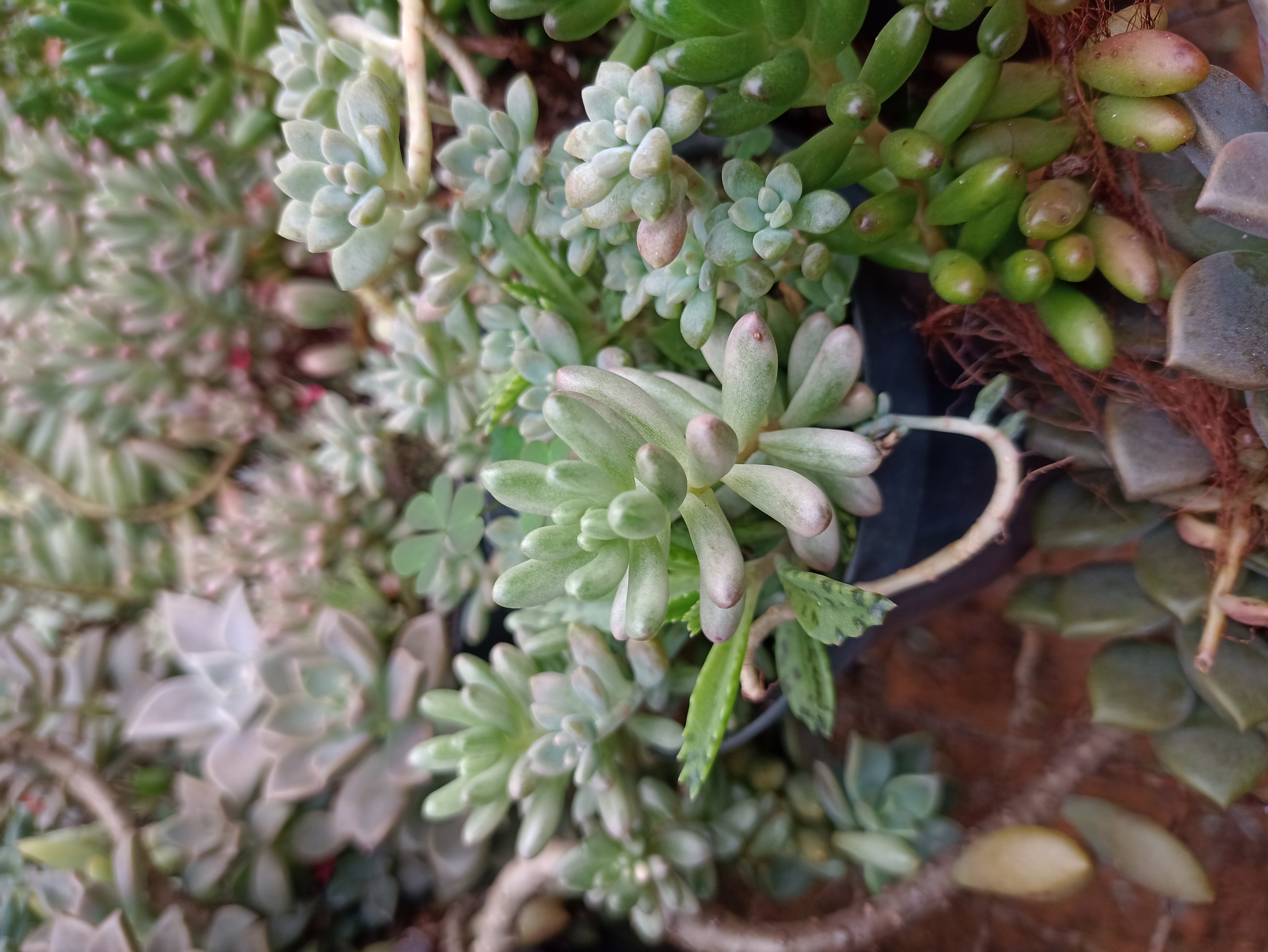 Suculenta Sedum Mix