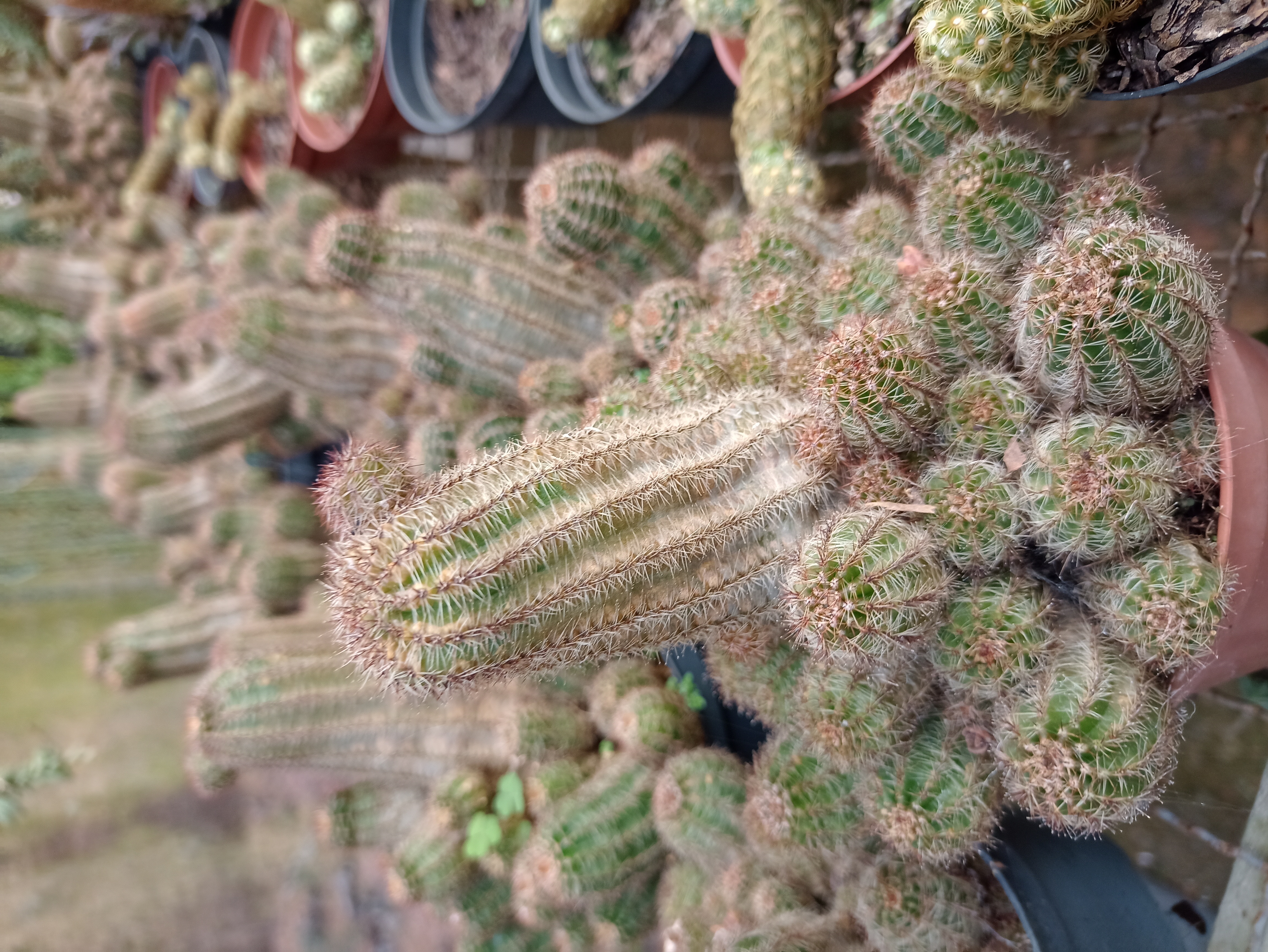 Cacto Cereus em Vaso