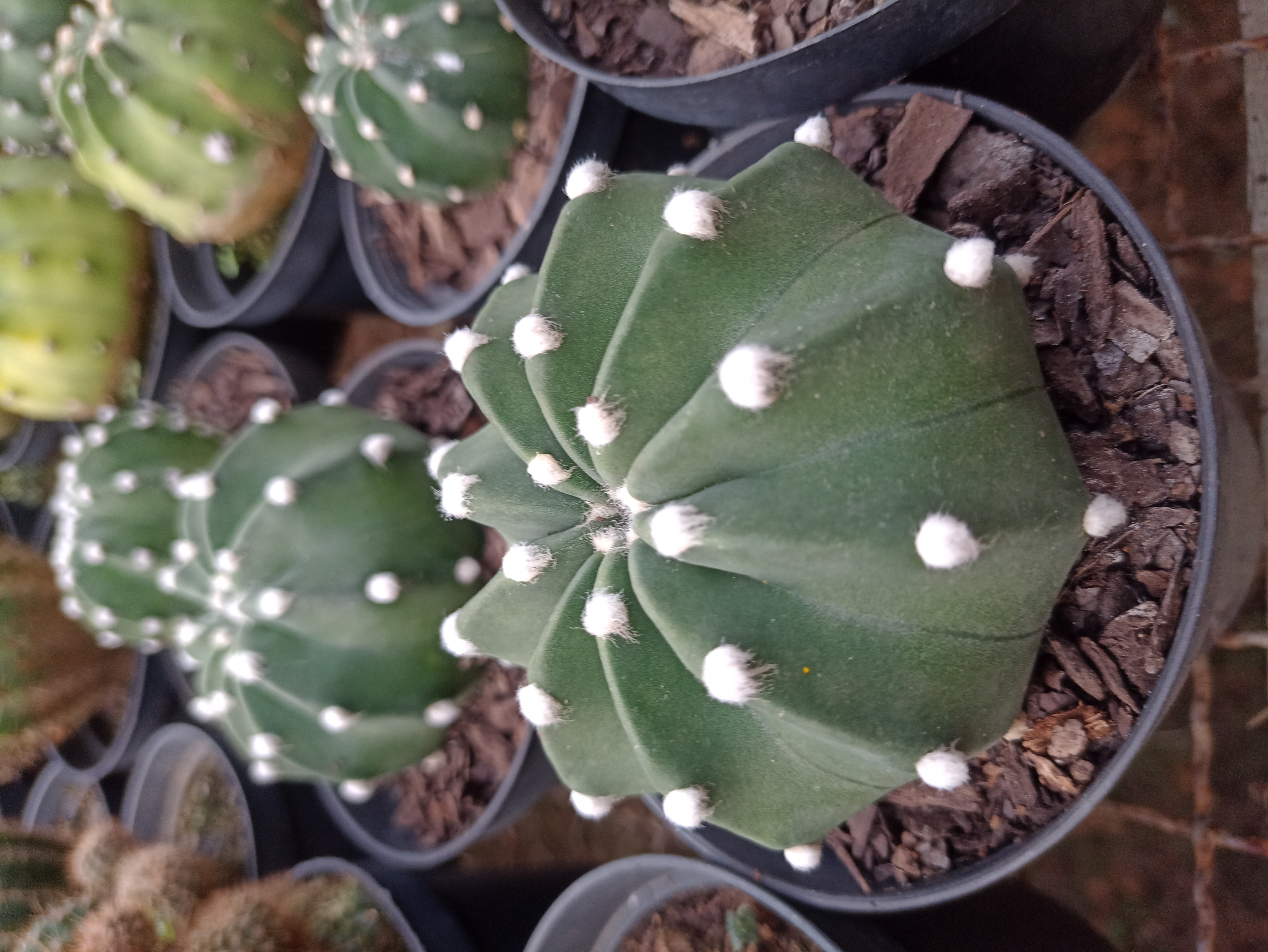 Cacto Estrela Astrophytum