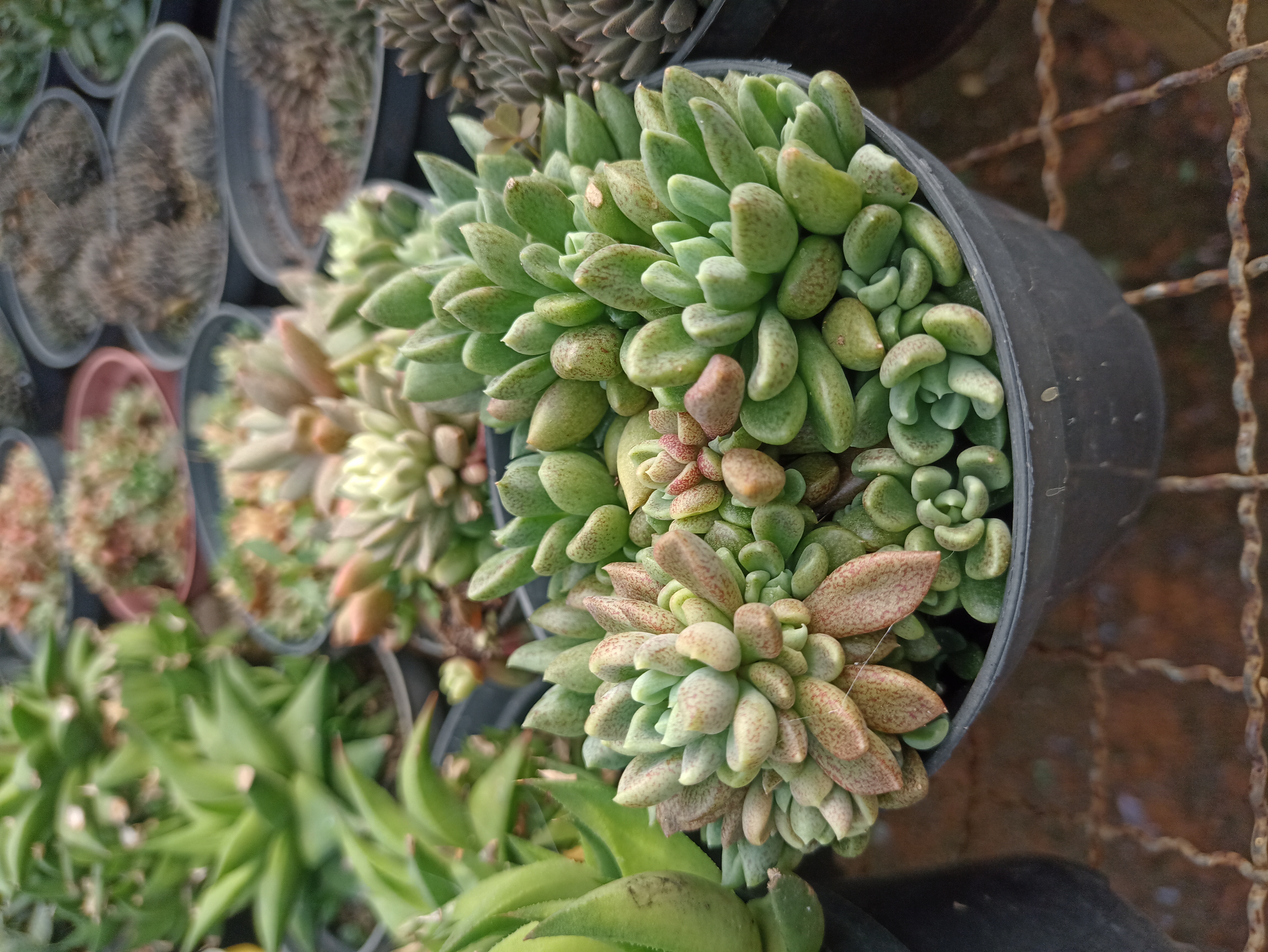 Suculenta em Vaso