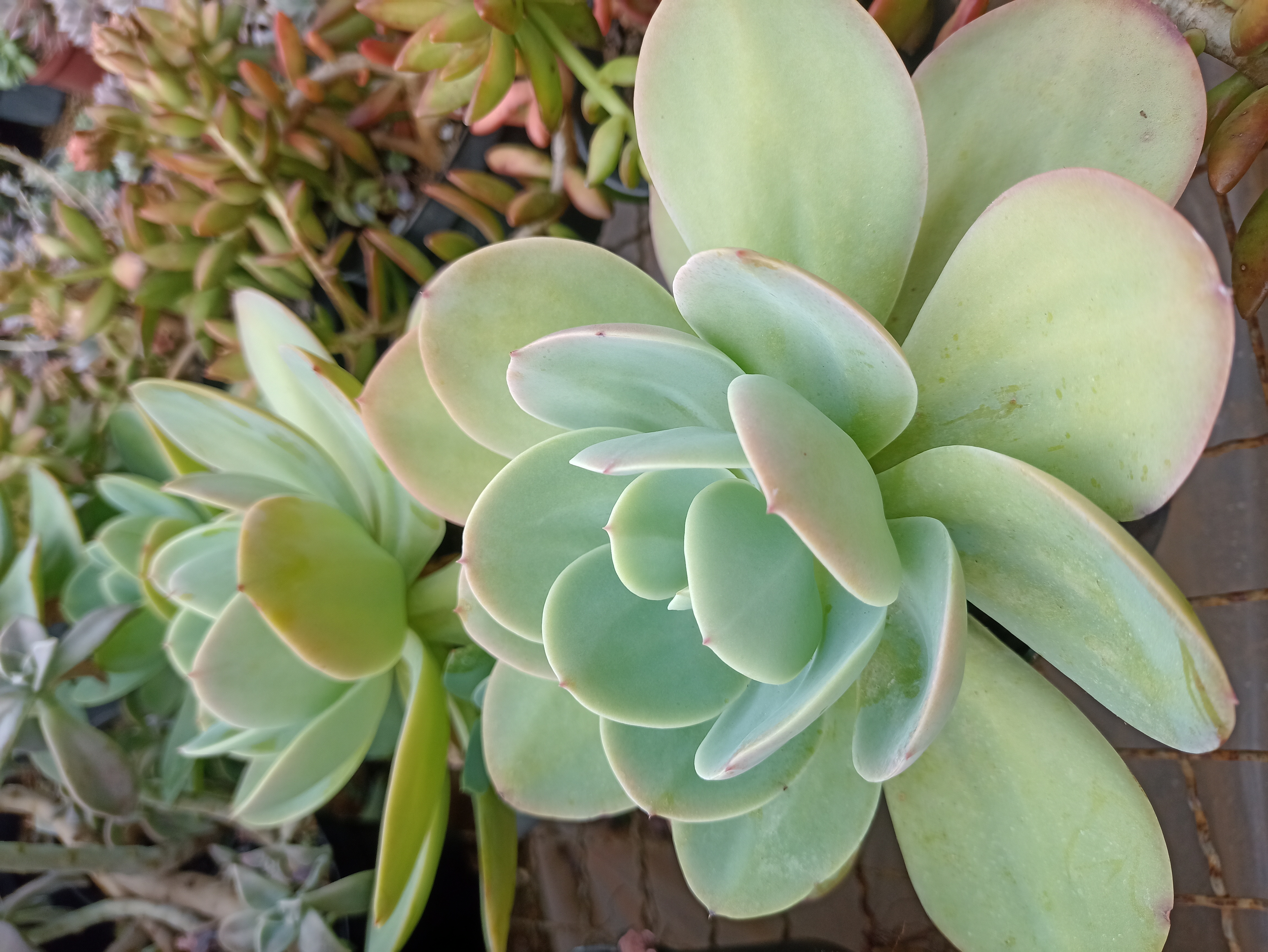 Suculenta Echeveria