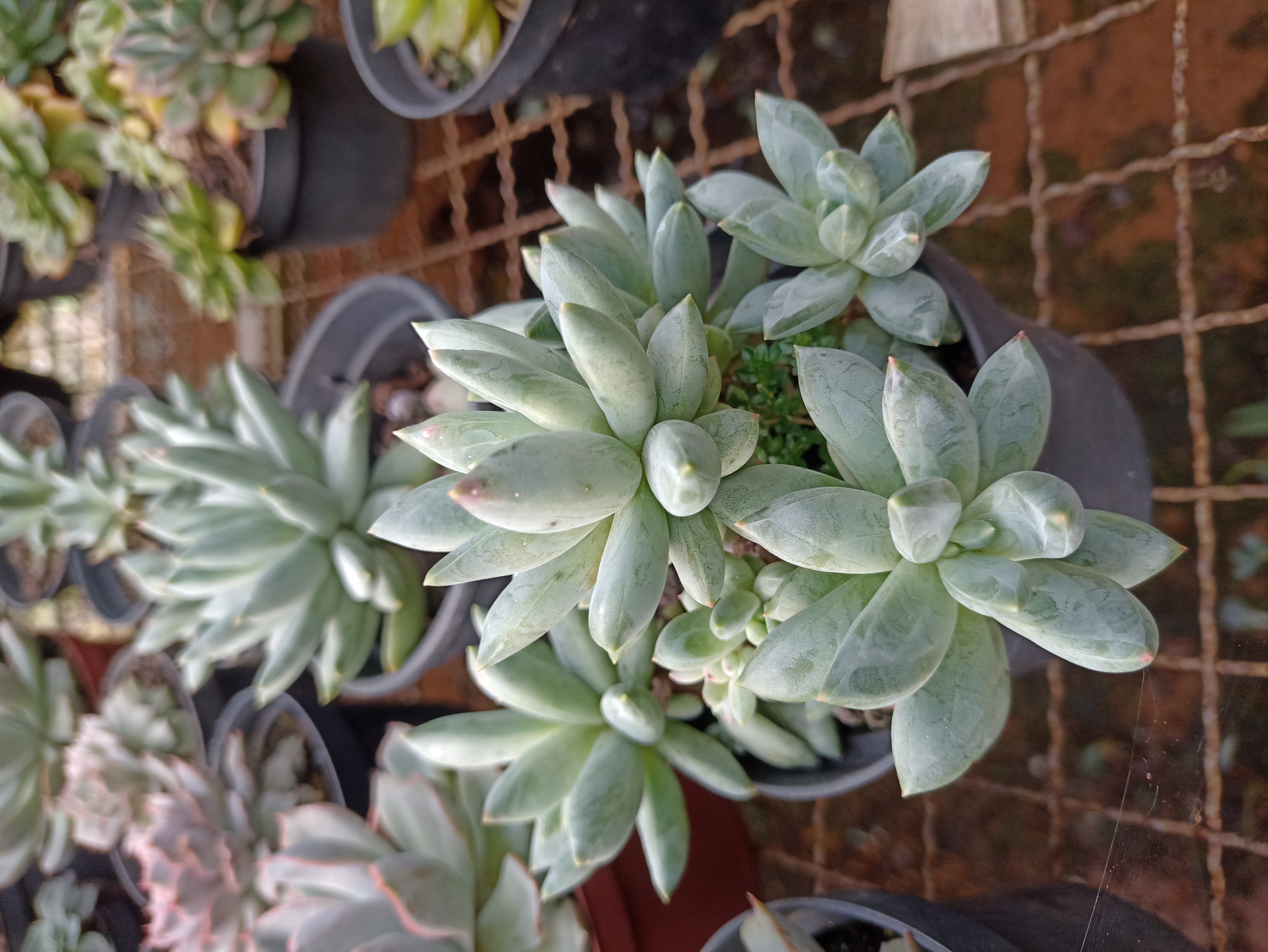 Suculenta em Vaso