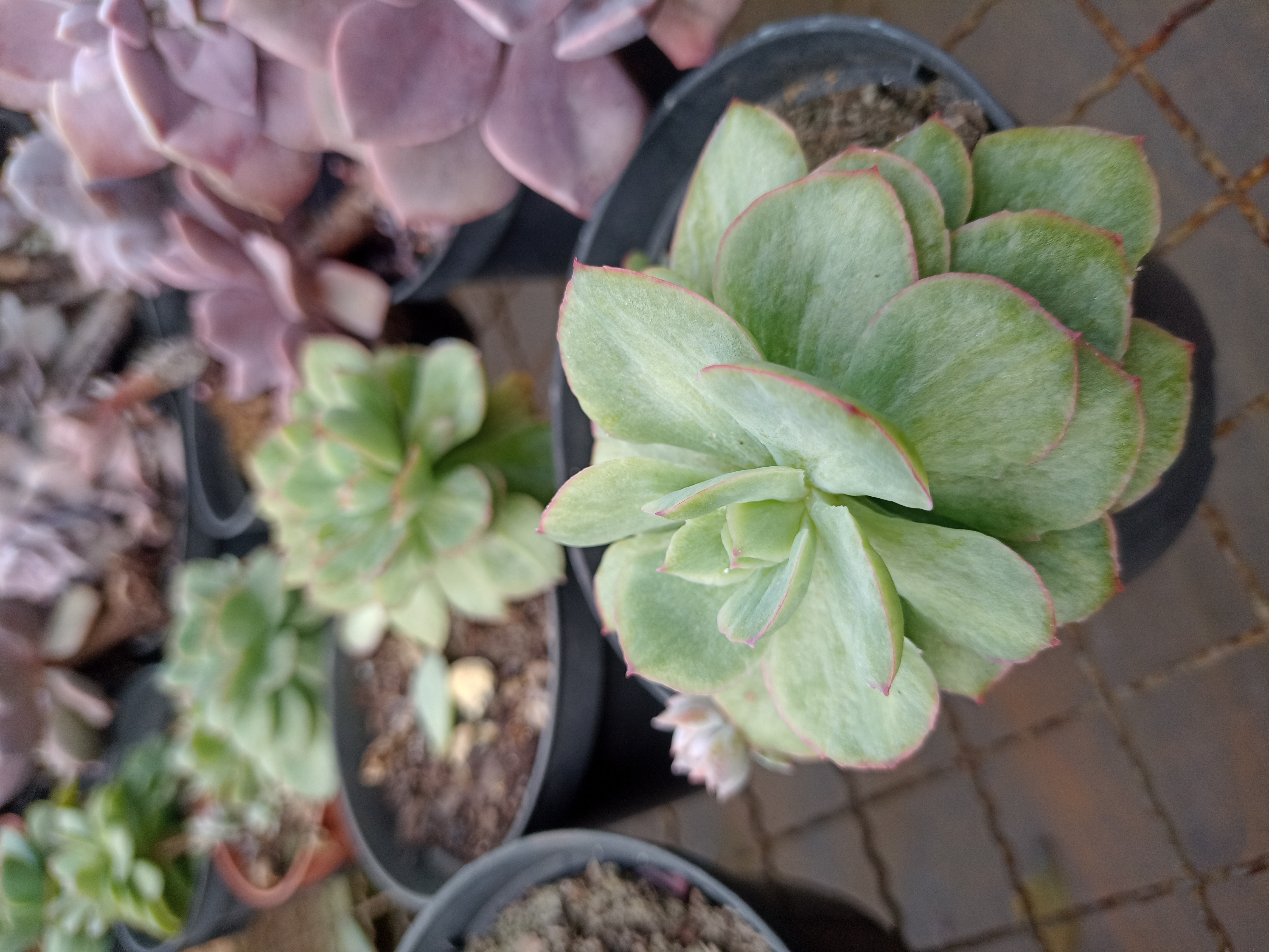Suculenta Echeveria