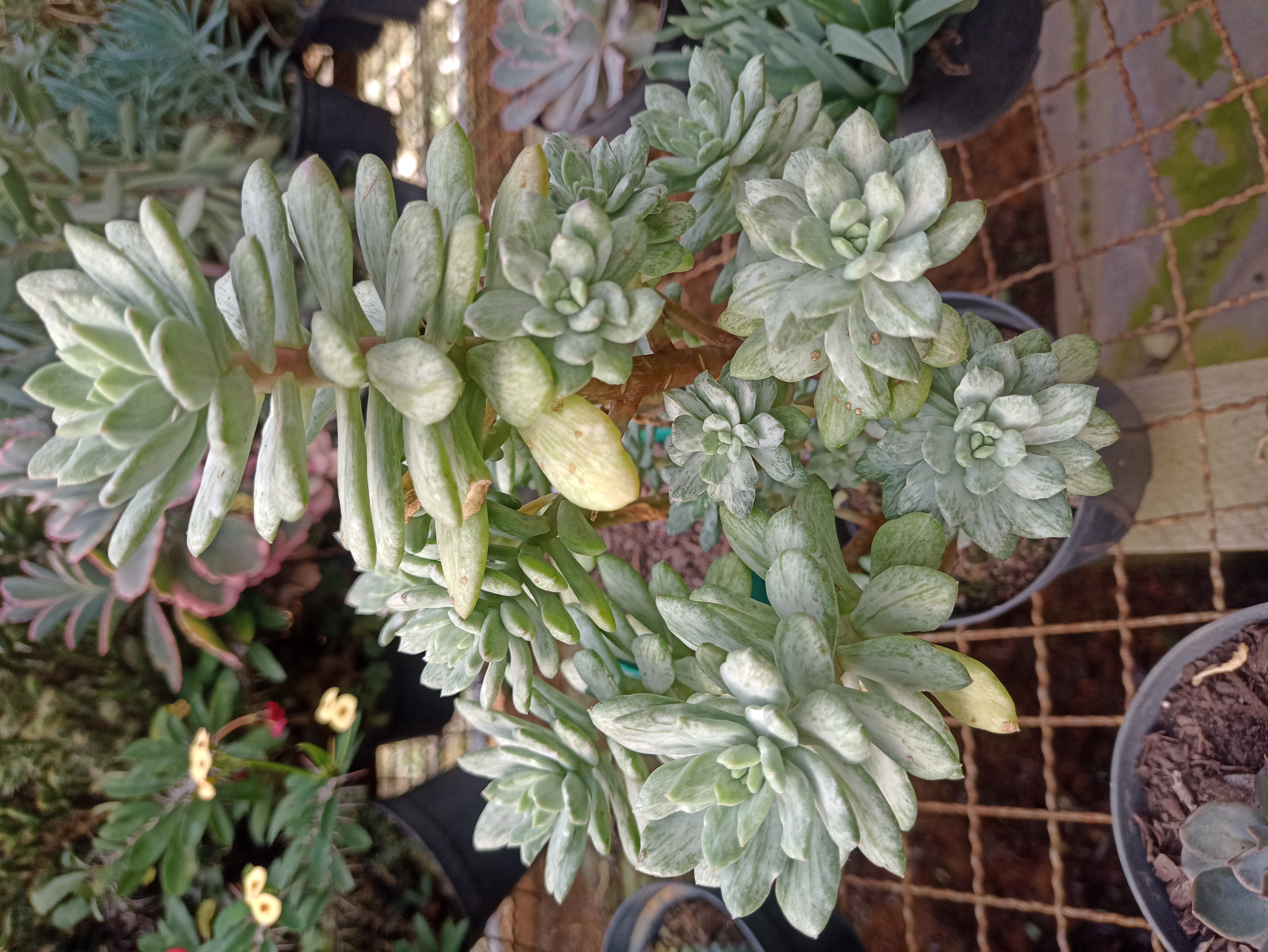 Suculenta Sedum Morganianum