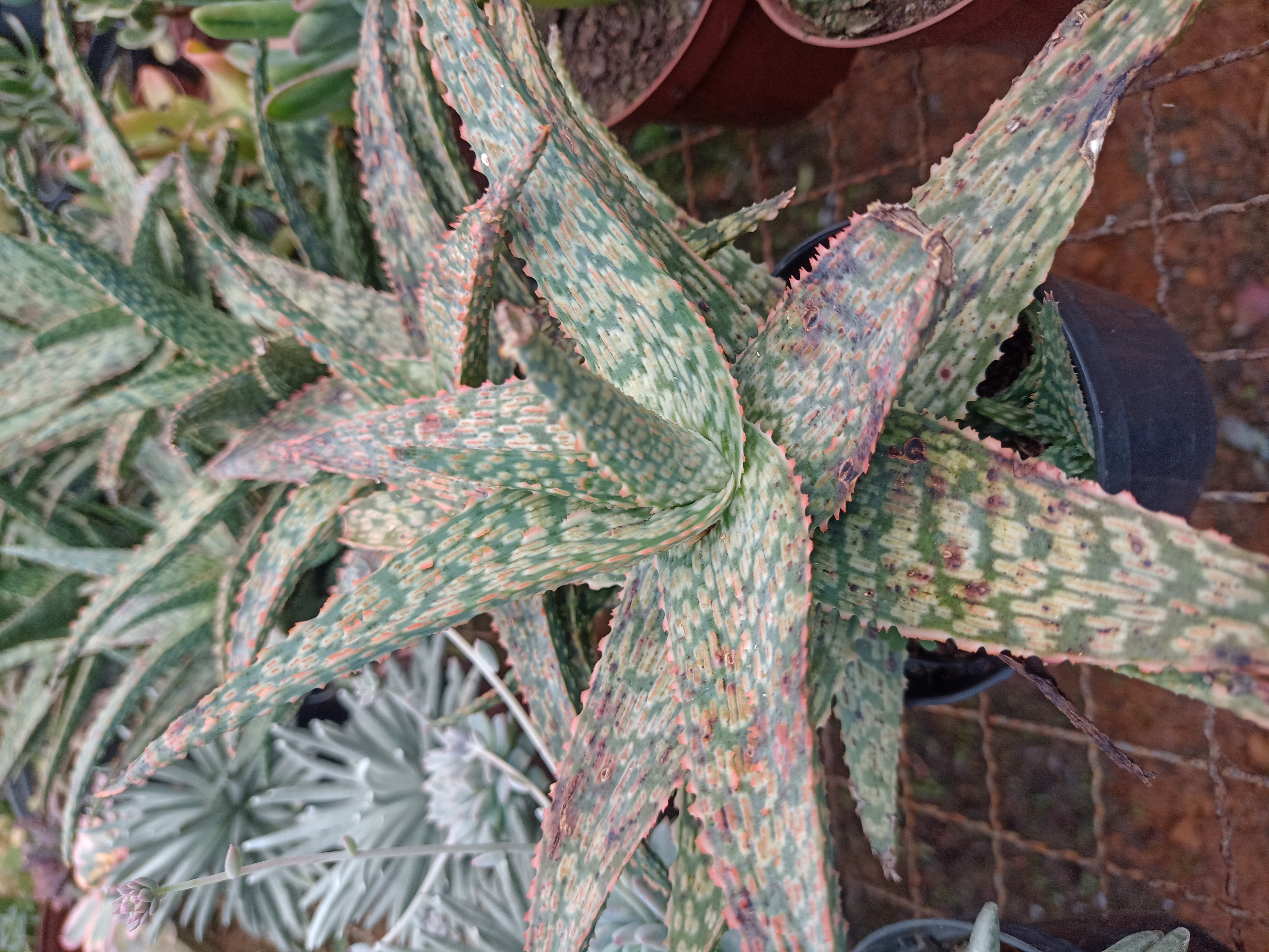 Aloe Variegata