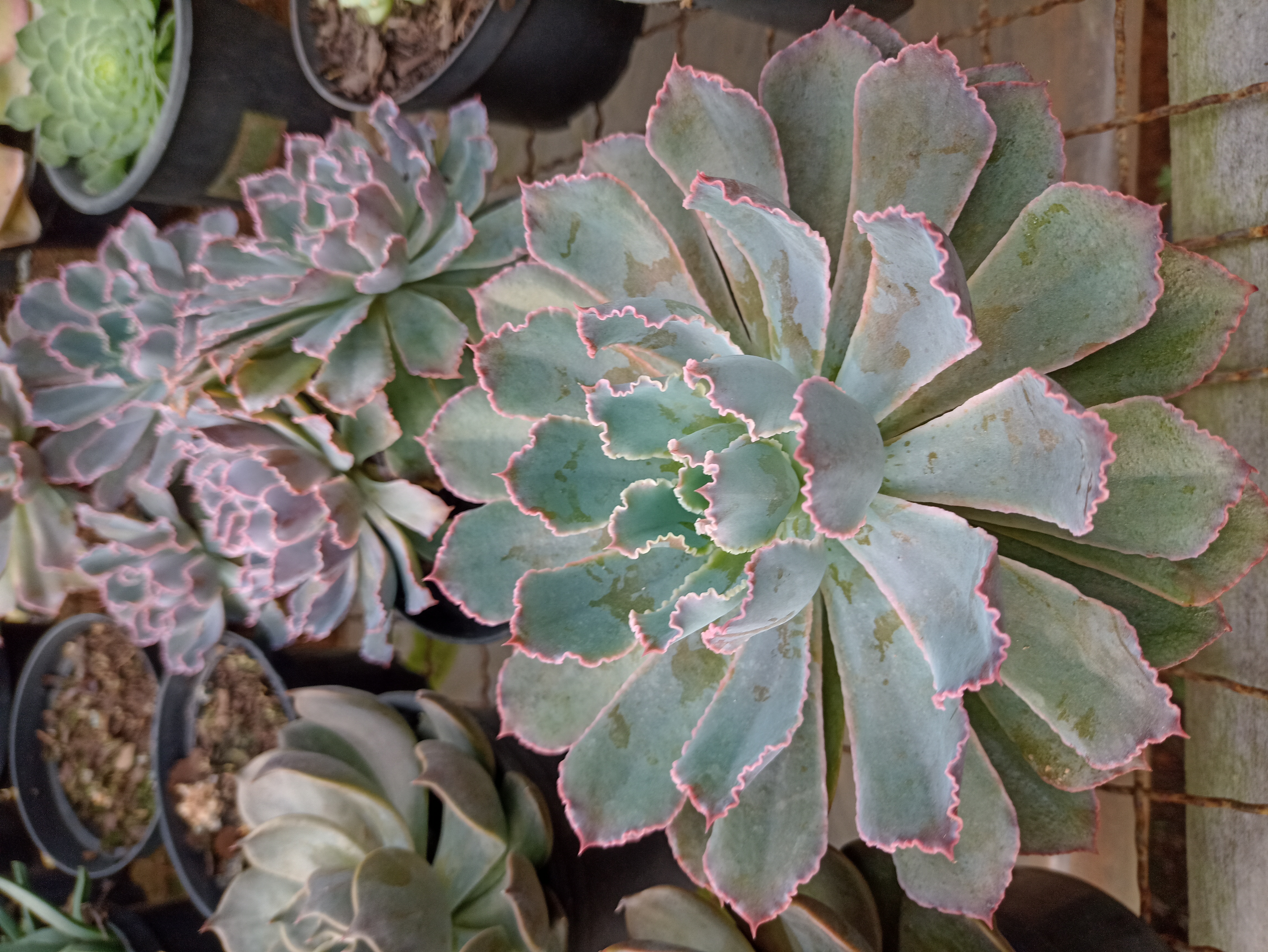 Echeveria Elegans