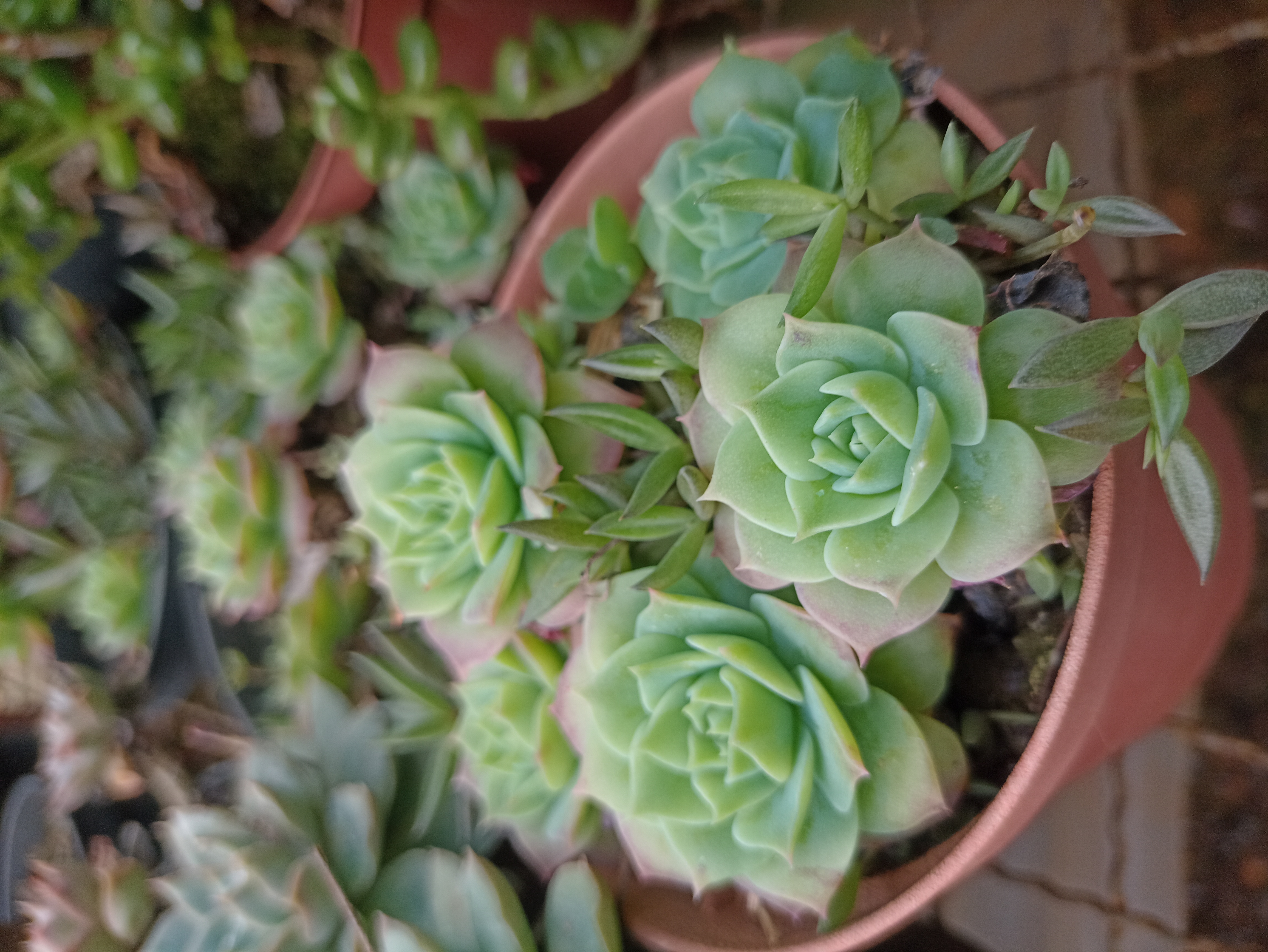 Suculenta Echeveria