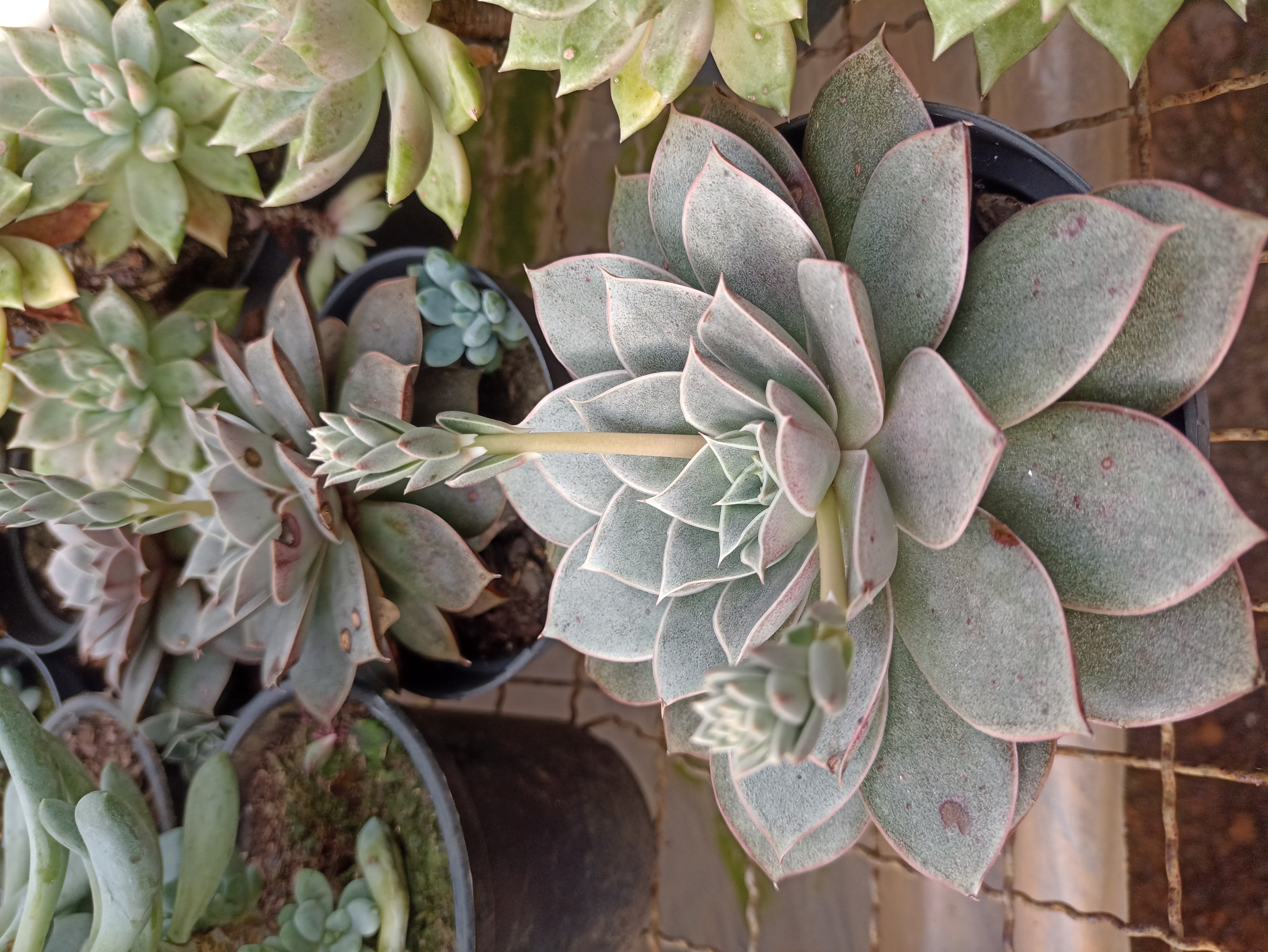 Suculenta Echeveria